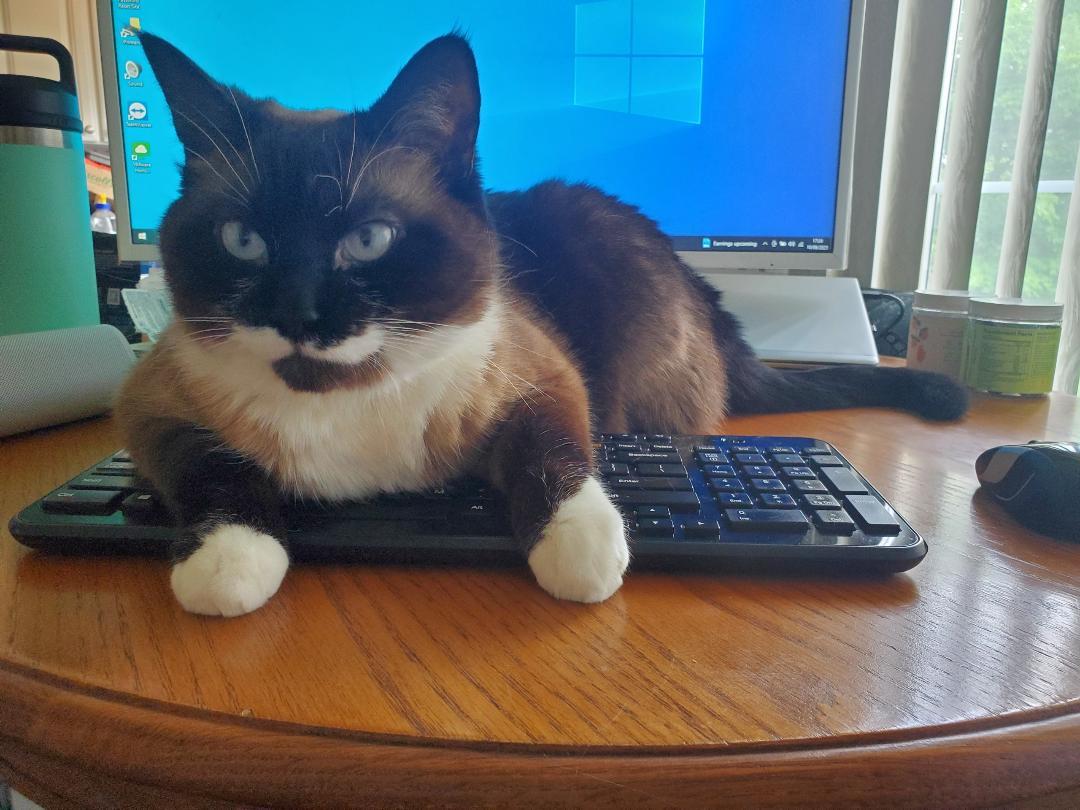 Enlarge Rusty, a Adoptable Snowshoe in Pinckney, MI image 1/3