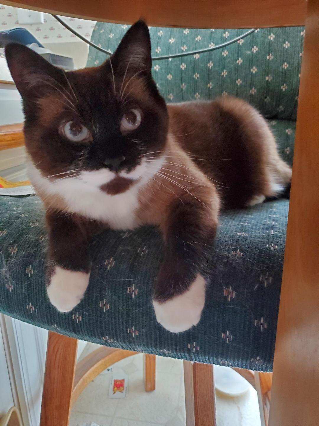 Enlarge Rusty, a Adoptable Snowshoe in Pinckney, MI image 2/3