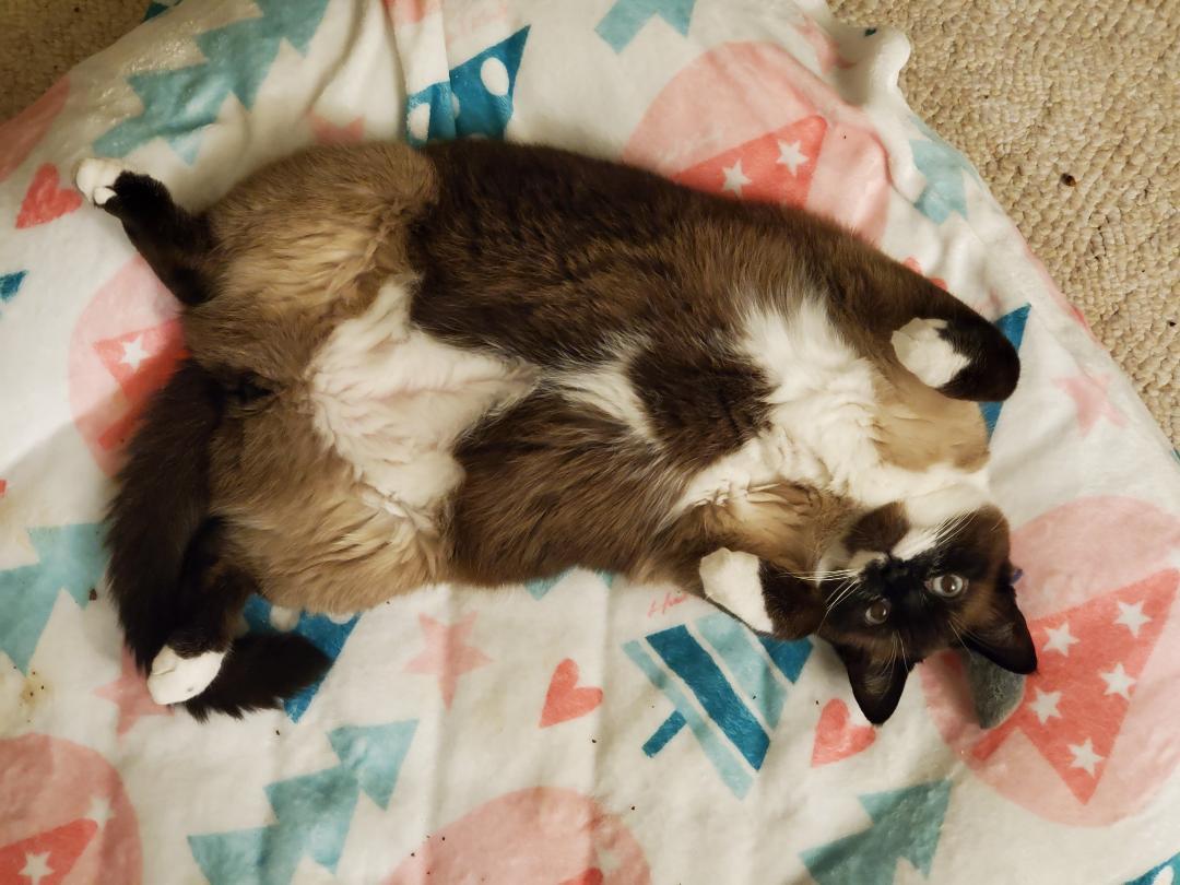 Enlarge Rusty, a Adoptable Snowshoe in Pinckney, MI image 3/3