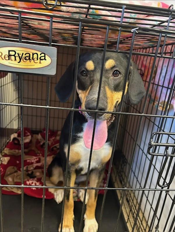 Enlarge Ryana, a Adoptable mixed breed in Knoxville, TN image 1/1