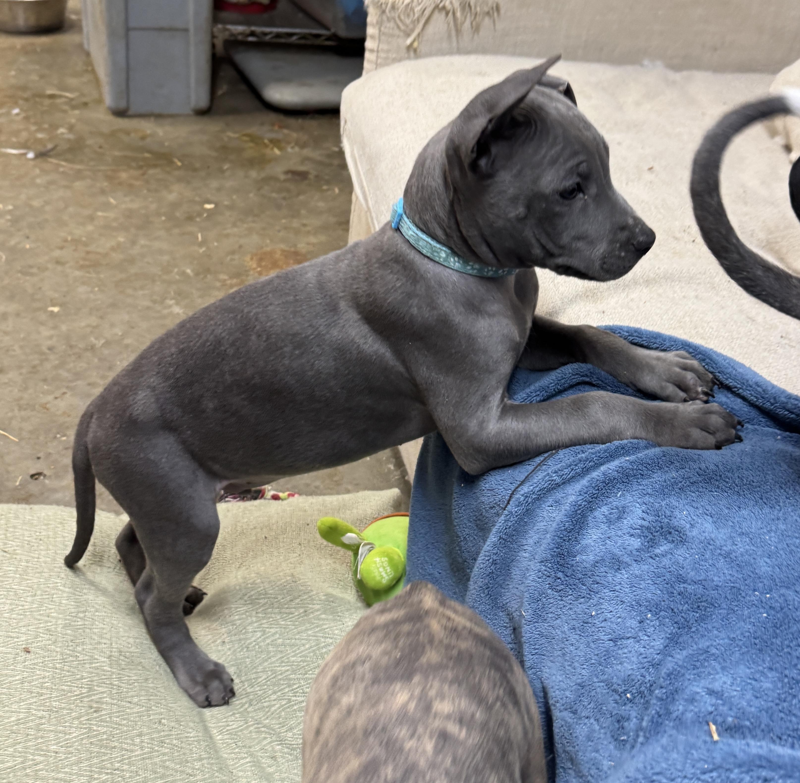 Frost Valentine thumbnail 2