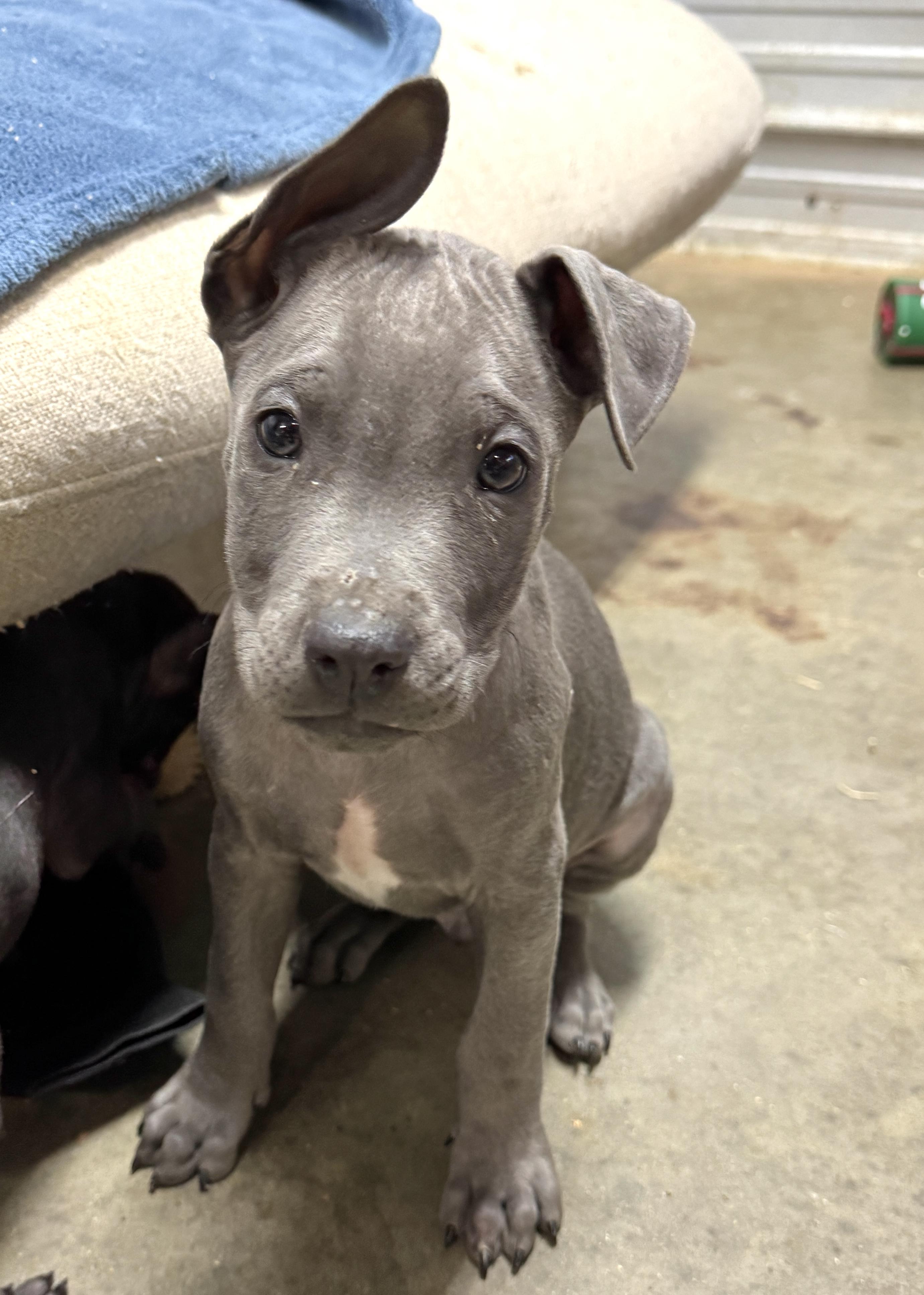 Frost Valentine thumbnail 3