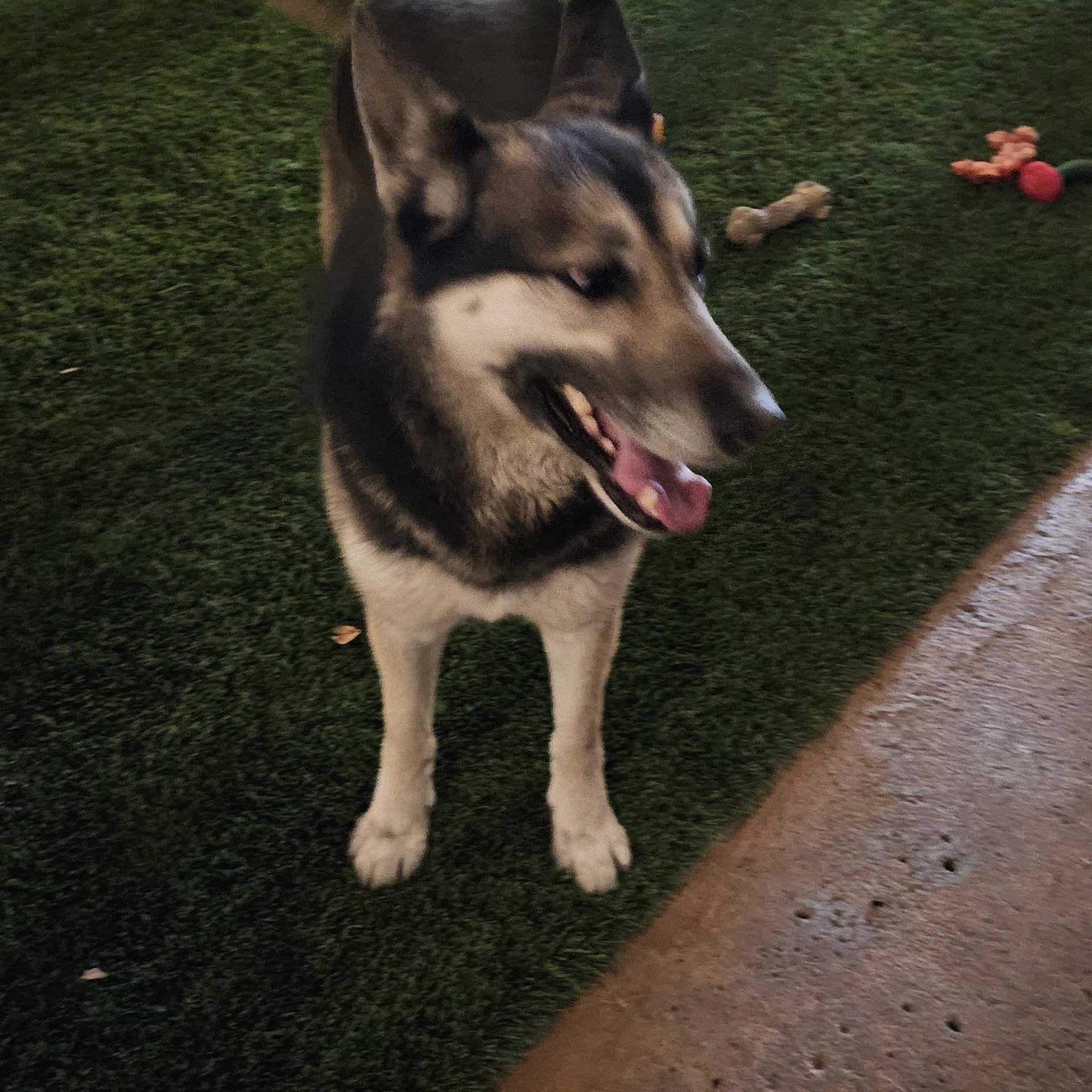 Louise, a Adoptable mixed breed in Brea, CA image 1/6