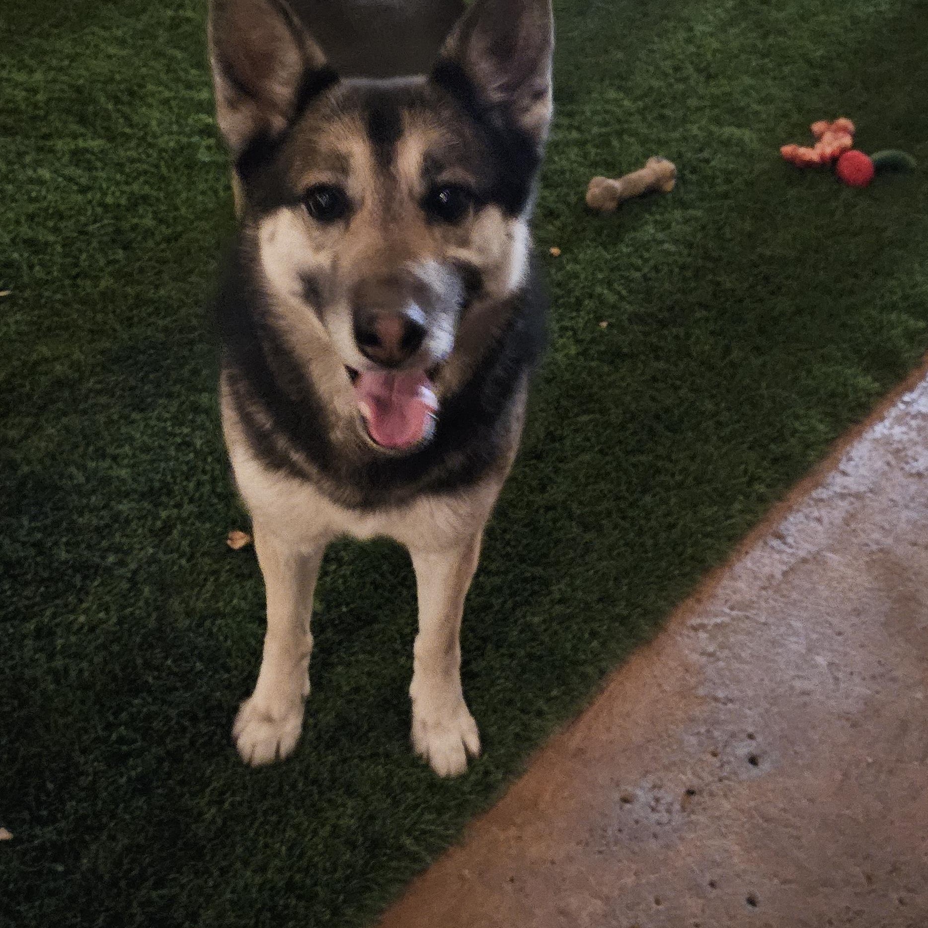 Louise, a Adoptable mixed breed in Brea, CA image 2/6