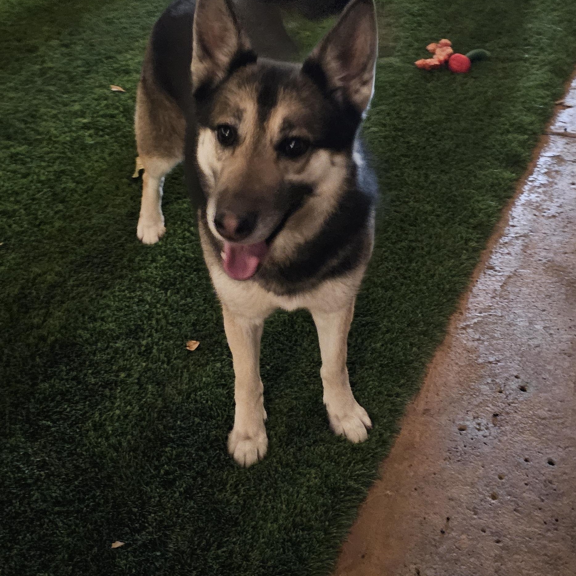 Louise, Adoptable, Adult Female German Shepherd Dog.