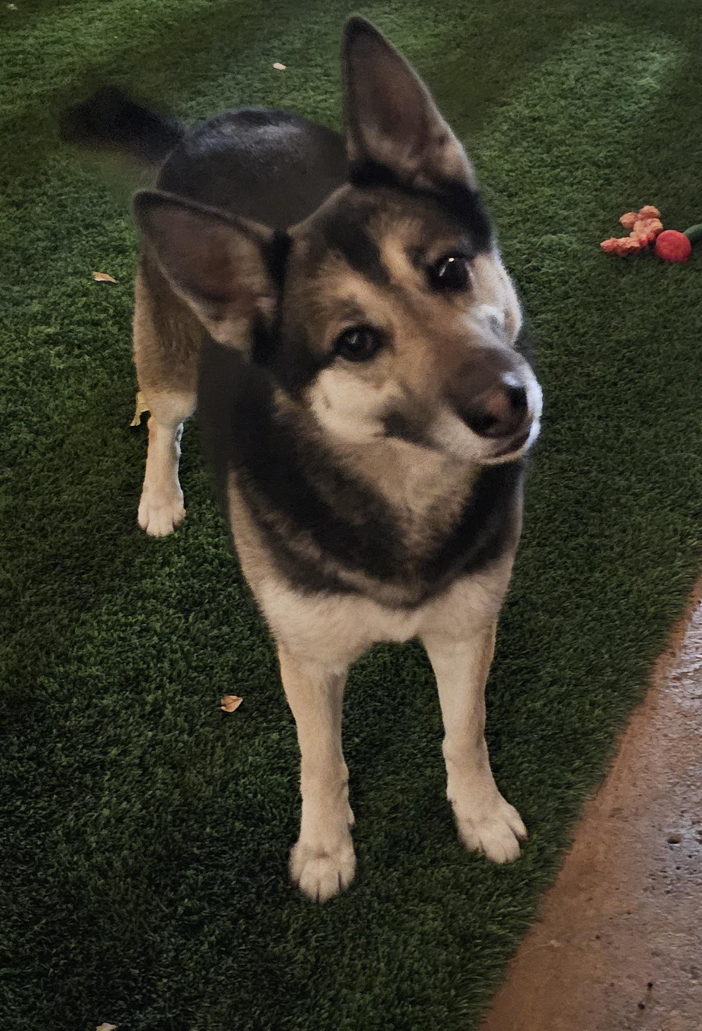 Louise, a Adoptable mixed breed in Brea, CA image 4/6