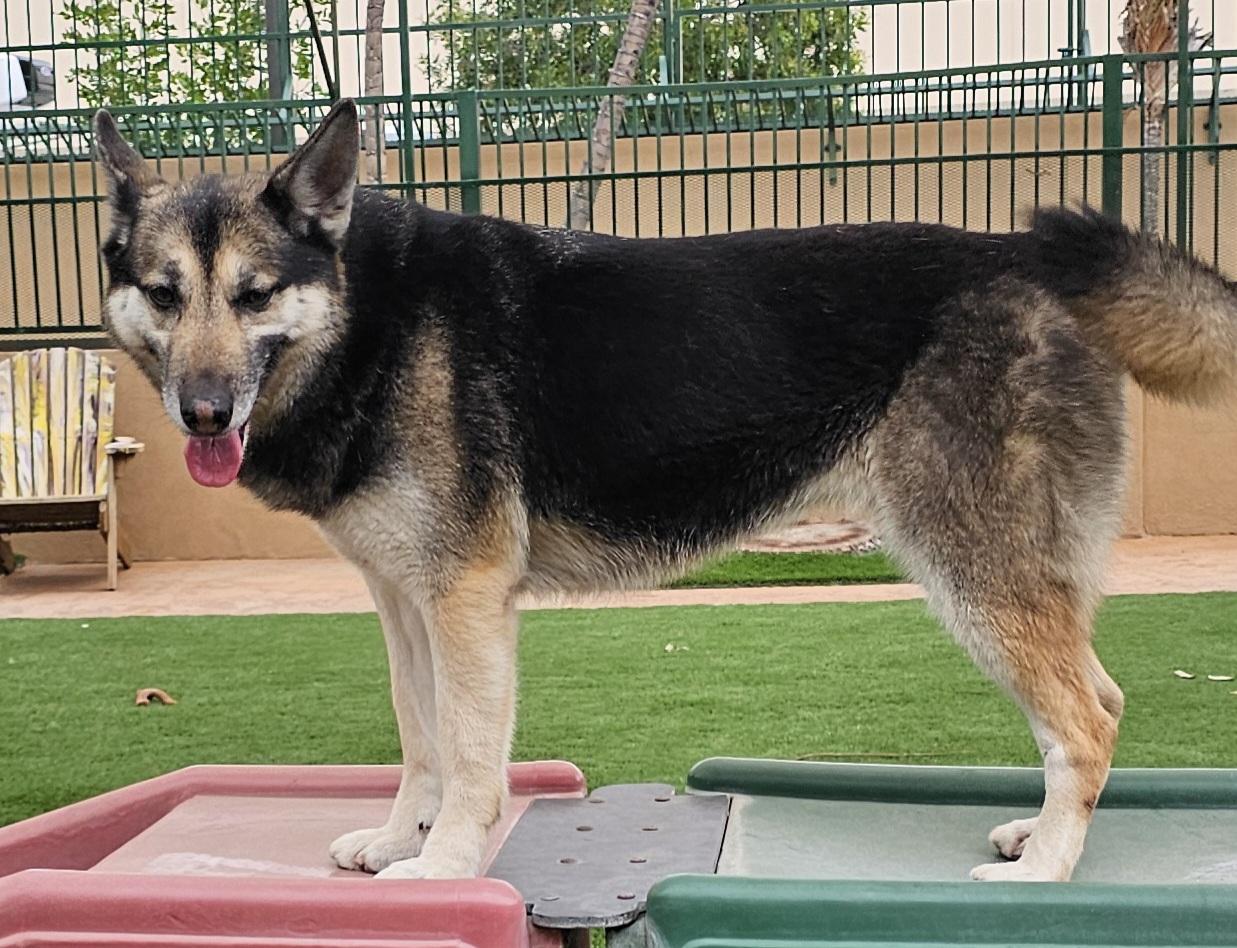Louise, a Adoptable mixed breed in Brea, CA image 5/6