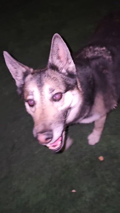 Enlarge Louise, a Adoptable mixed breed in Brea, CA video 6/6