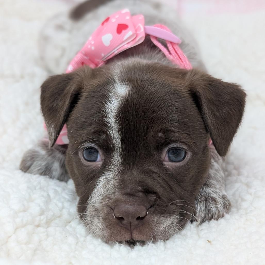 Lovey, Adoptable, Puppy Female Pit Bull Terrier & Boxer.