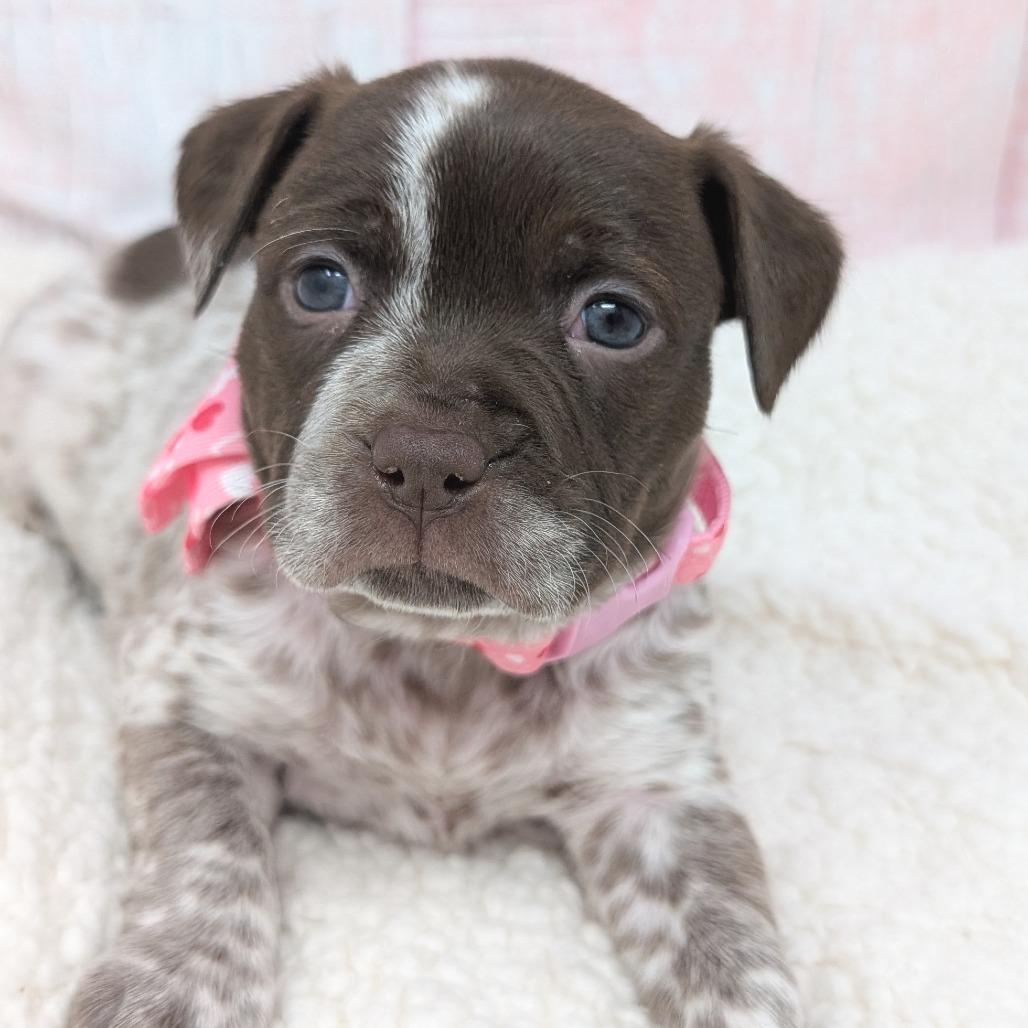 Enlarge Lovey, a Adoptable mixed breed in Durham, NC image 3/6