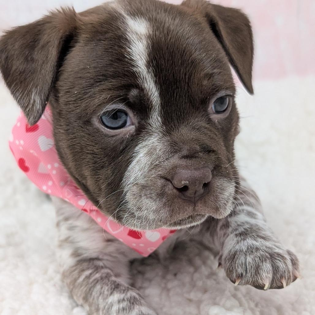 Enlarge Lovey, a Adoptable mixed breed in Durham, NC image 4/6