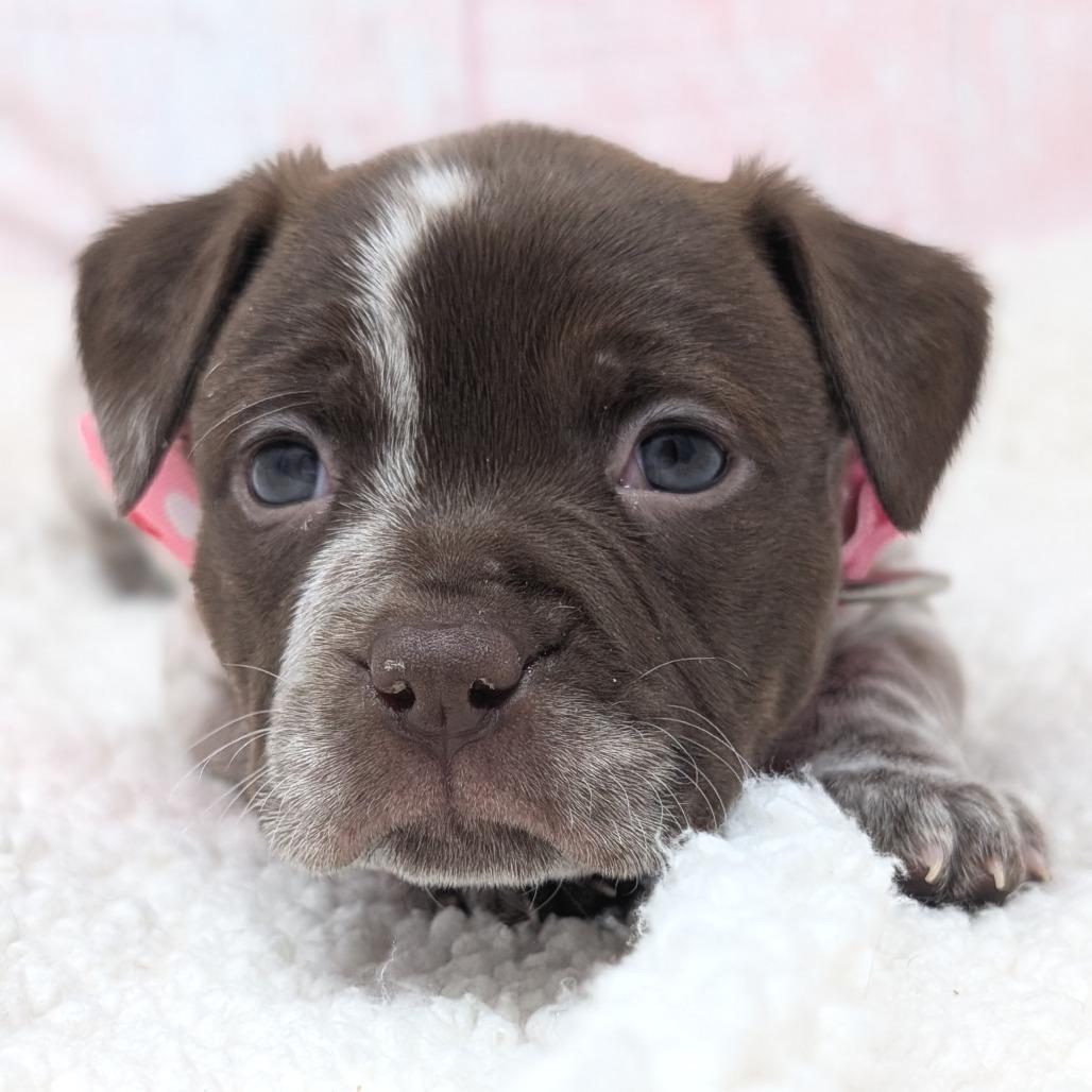Enlarge Lovey, a Adoptable mixed breed in Durham, NC image 5/6