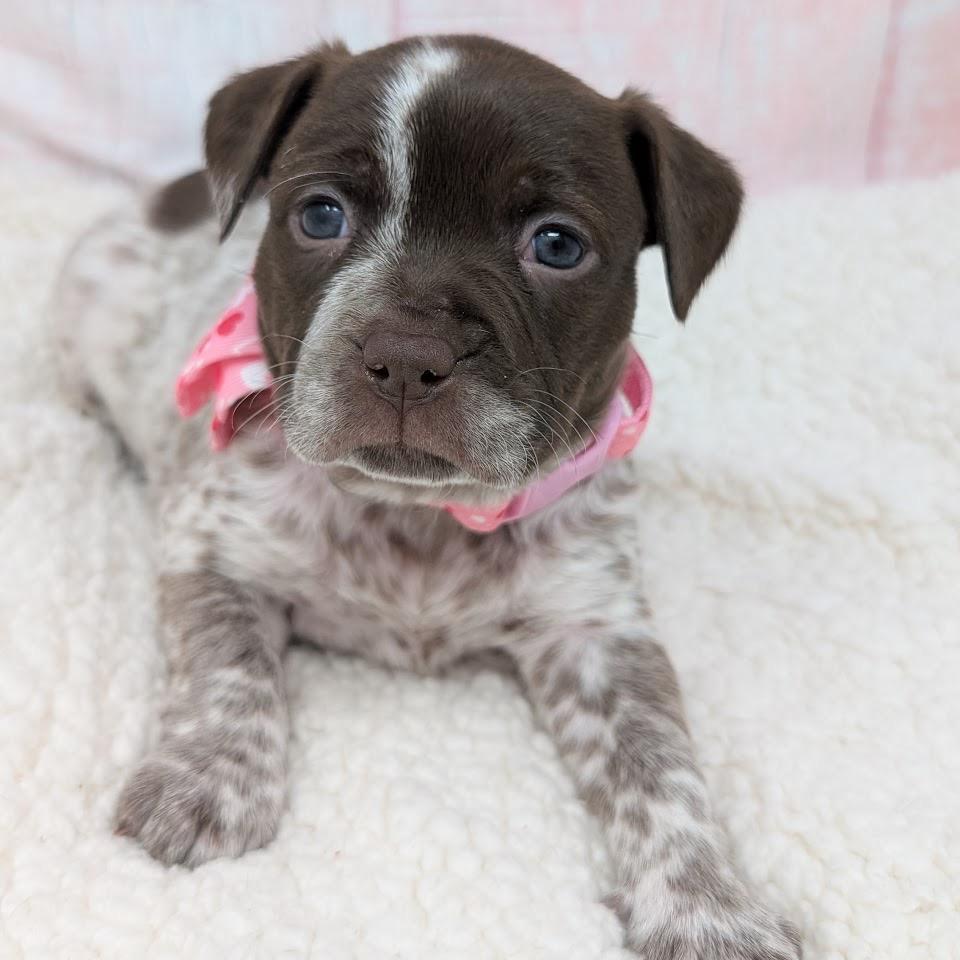 Enlarge Lovey, a Adoptable mixed breed in Durham, NC image 6/6