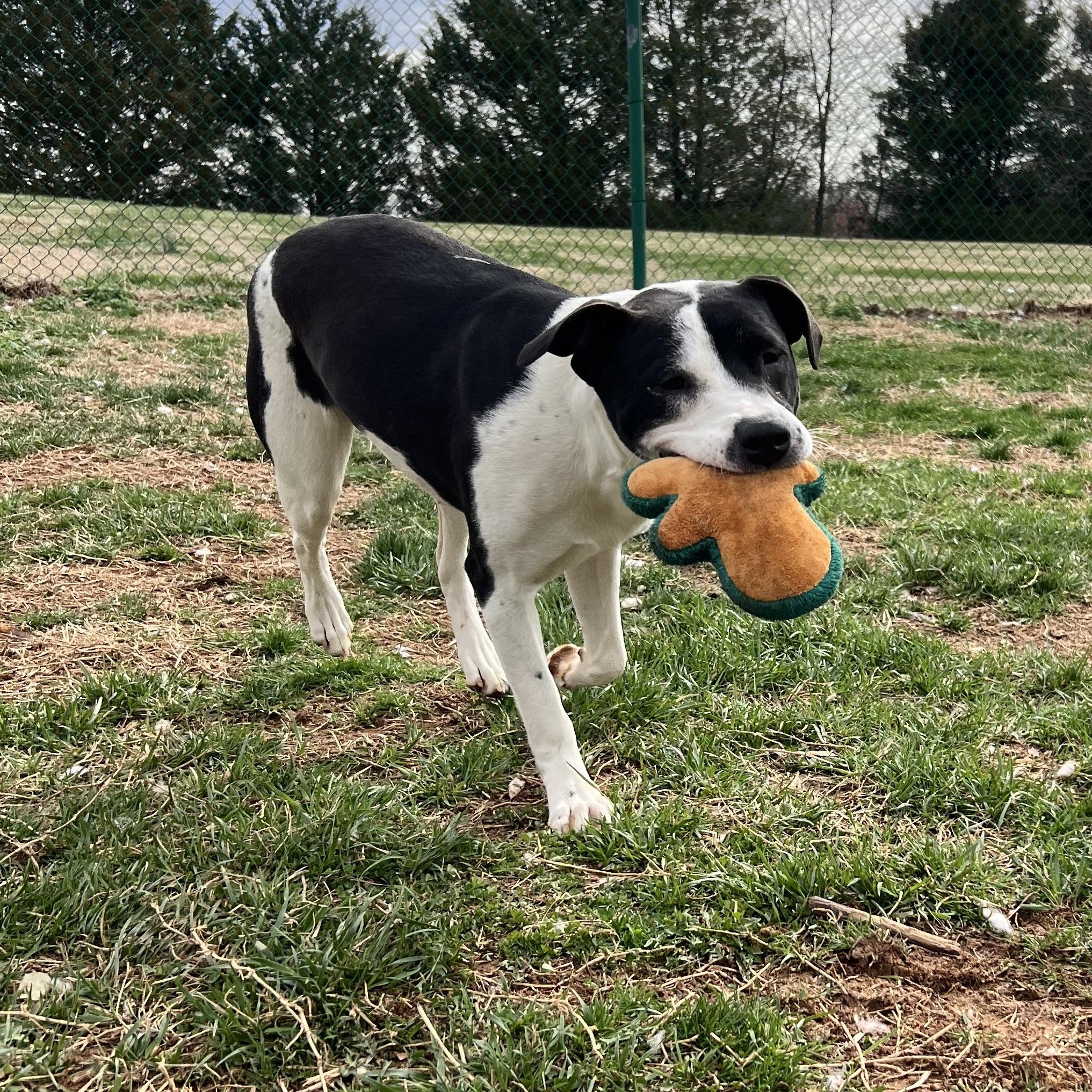 Ziggy, a ADOPTABLE mixed breed in Culpeper, VA image 4/6