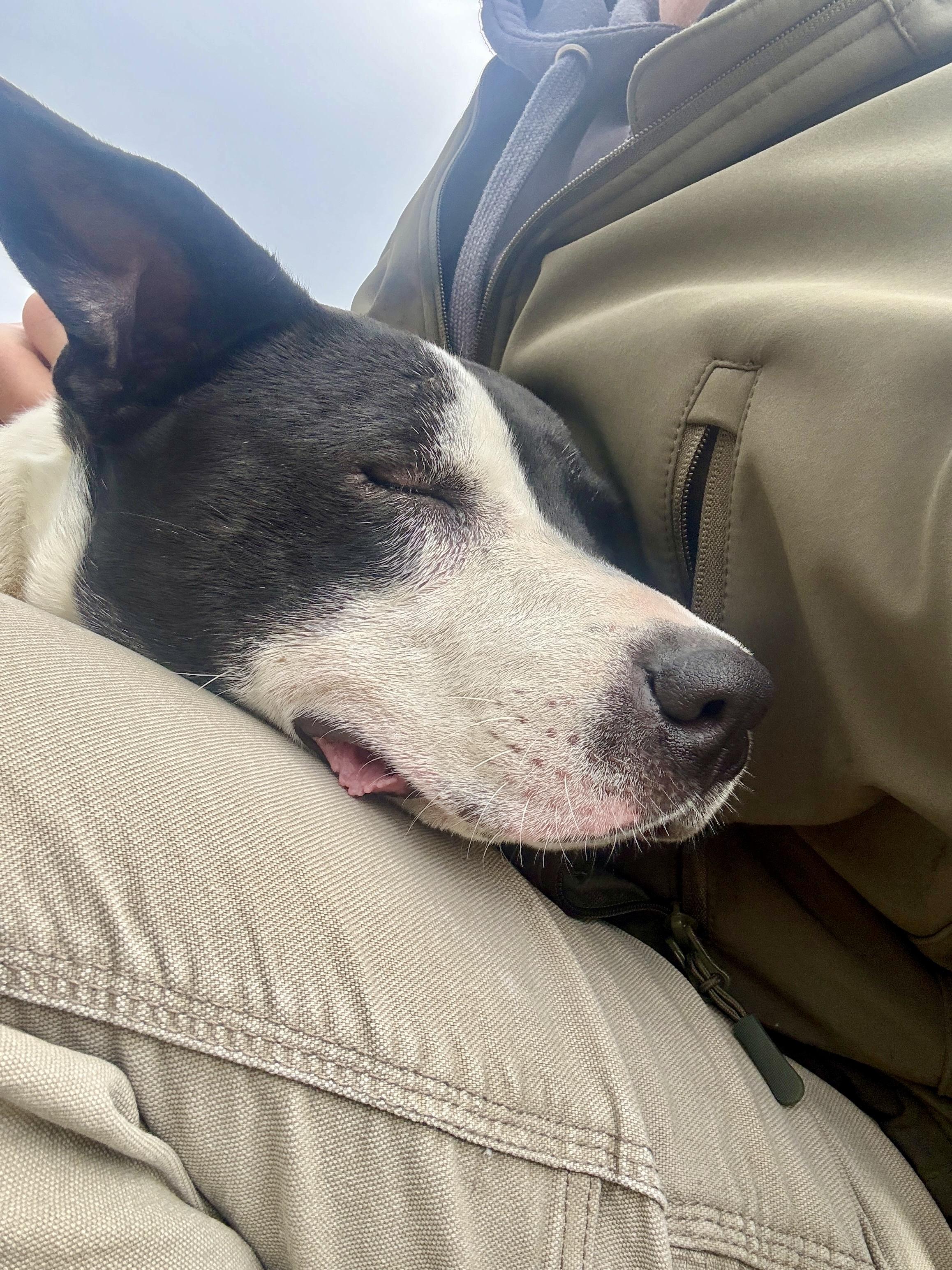 Ziggy, a ADOPTABLE mixed breed in Culpeper, VA image 2/6