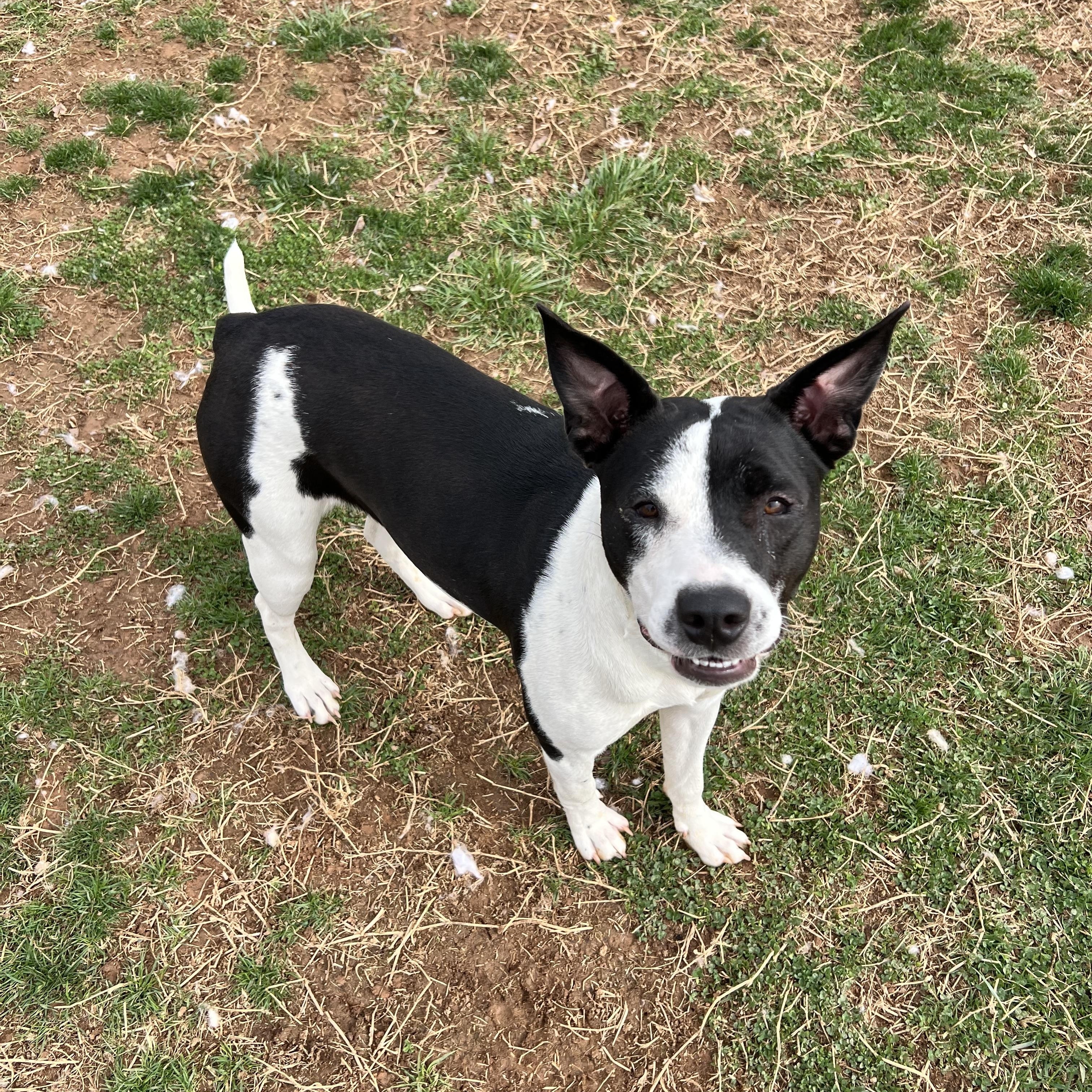 Ziggy, a ADOPTABLE mixed breed in Culpeper, VA image 3/6
