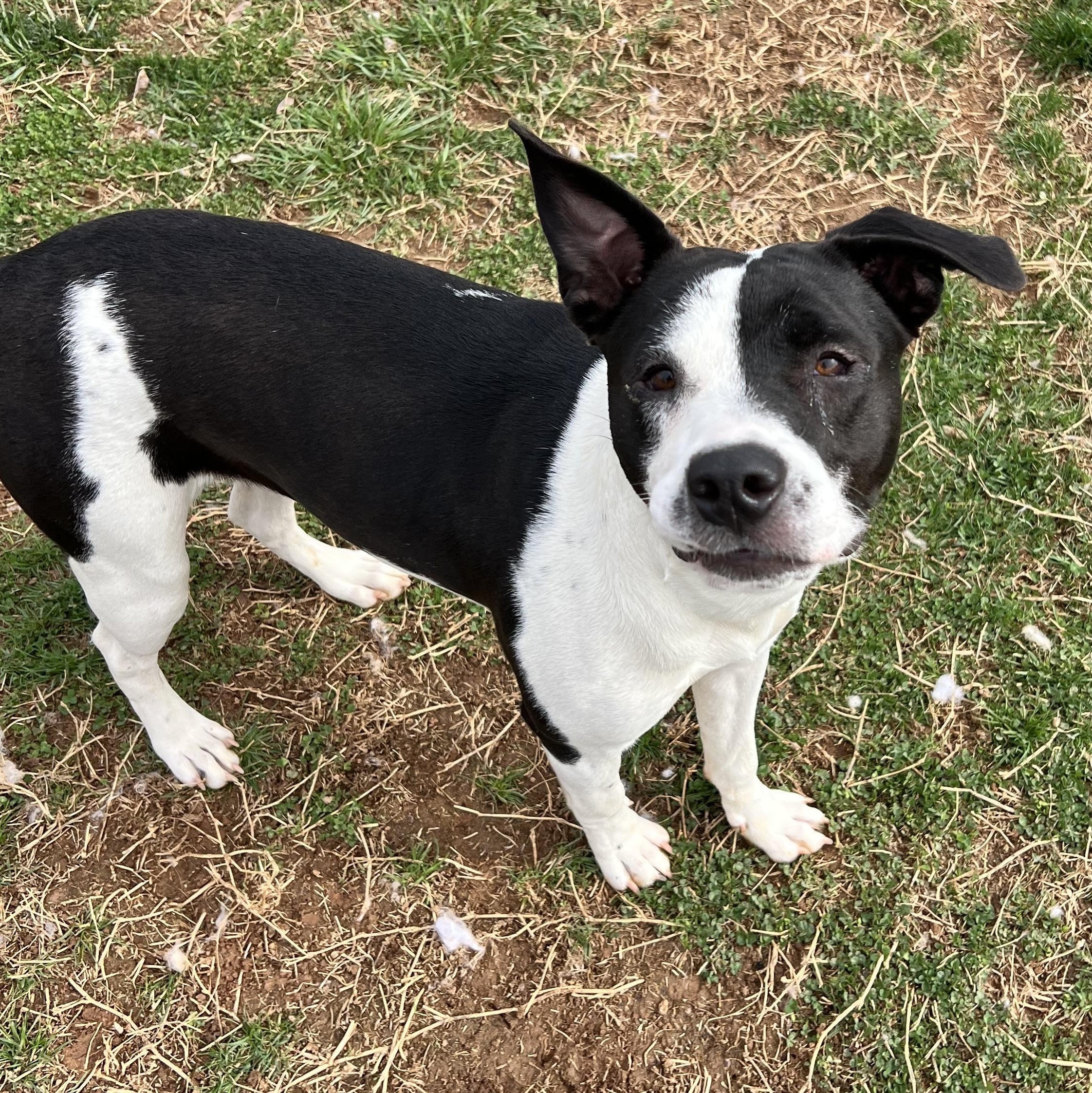 Ziggy, a ADOPTABLE mixed breed in Culpeper, VA image 6/6