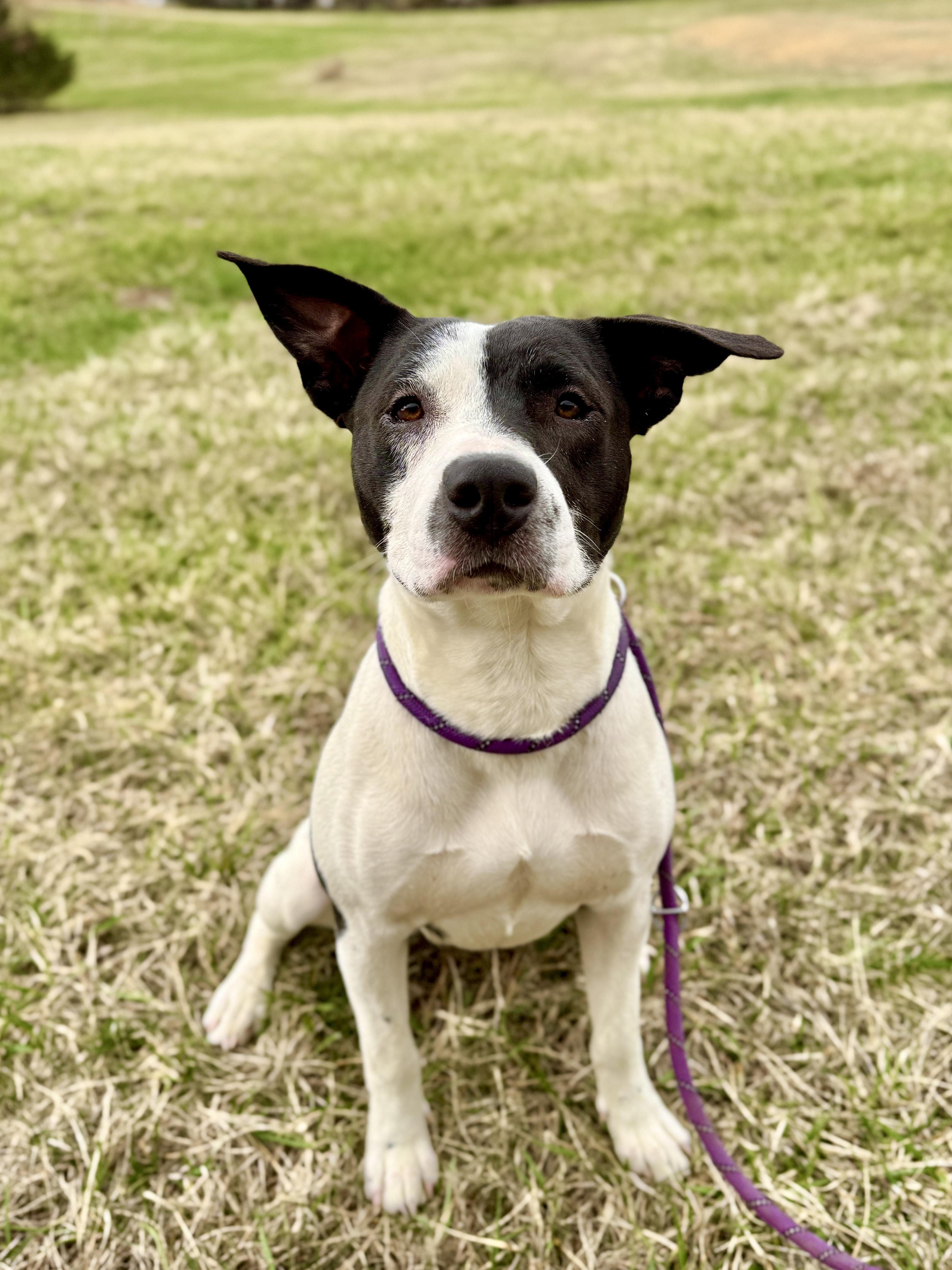 Ziggy, ADOPTABLE, Puppy Female Pit Bull Terrier.