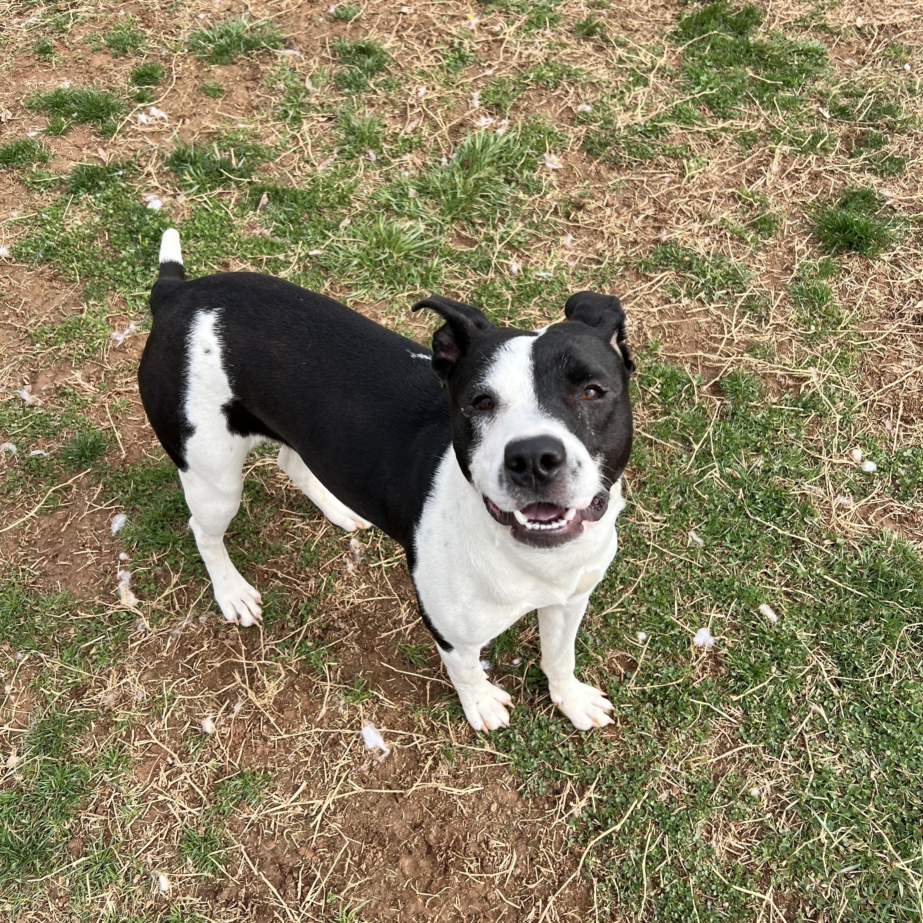 Ziggy, a ADOPTABLE mixed breed in Culpeper, VA image 5/6