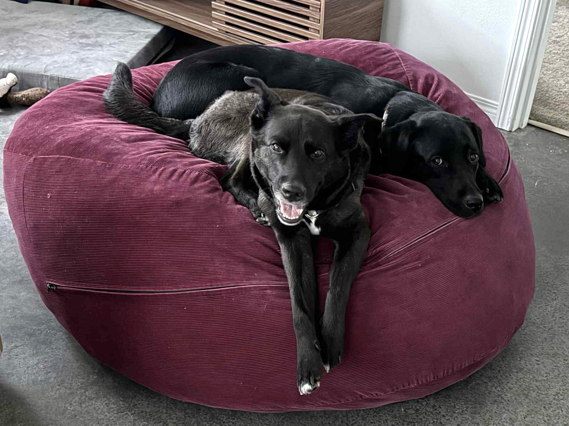 Ally, an adoptable Australian Kelpie in Spokane, WA, 99207 | Photo Image 3