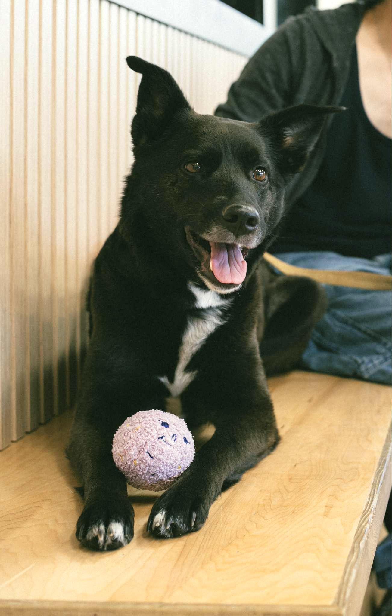 Ally, an adoptable Australian Kelpie in Spokane, WA, 99207 | Photo Image 4