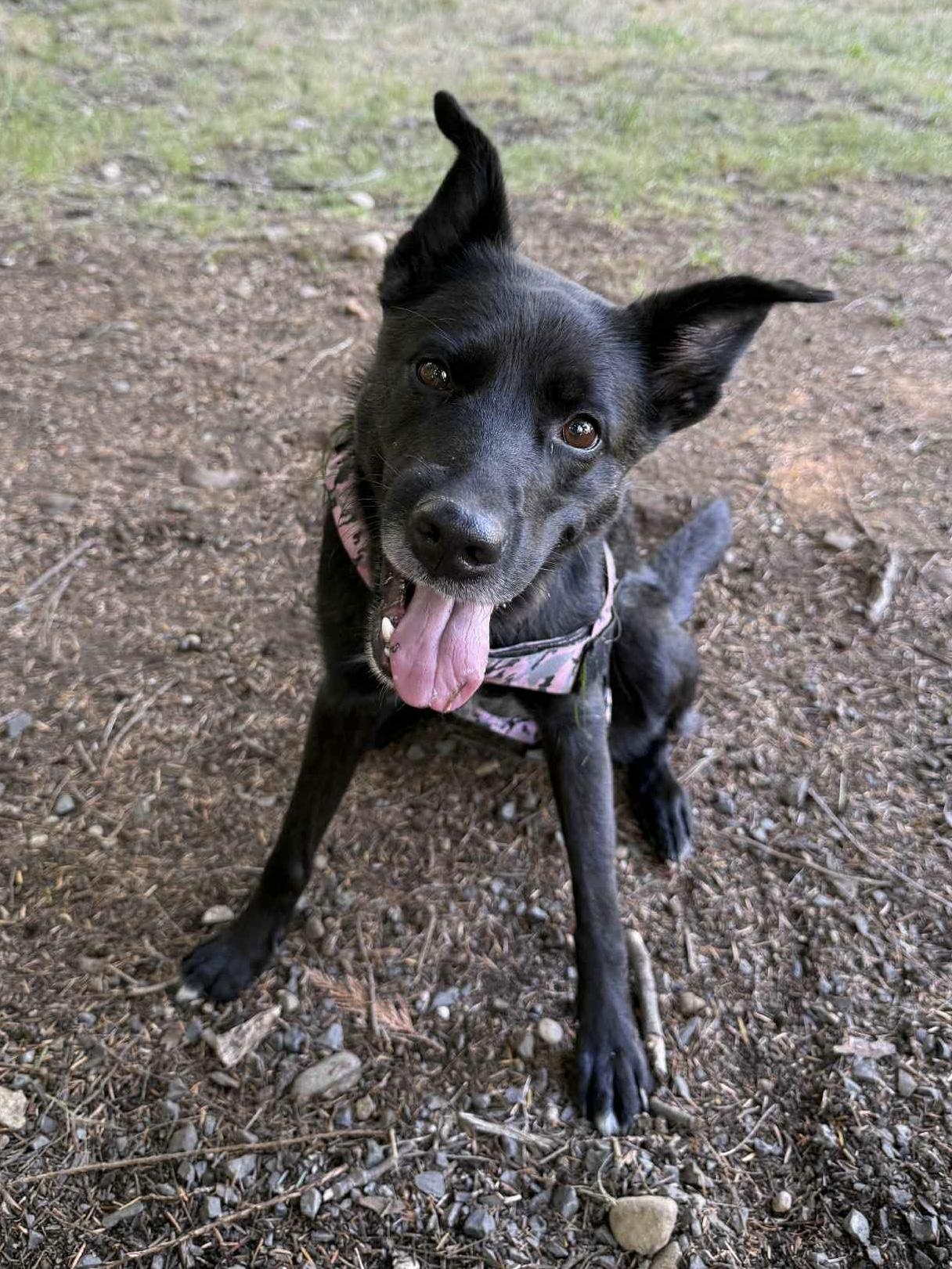 Ally, an adoptable Australian Kelpie in Spokane, WA, 99207 | Photo Image 1