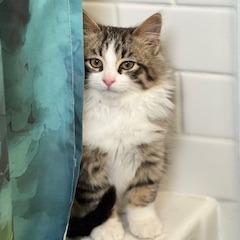 ADDIE 25-79, Adoptable, Kitten Female Domestic Long Hair.