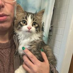 ADDIE 25-79, a Adoptable Domestic Long Hair in Bottineau, ND image 2/2