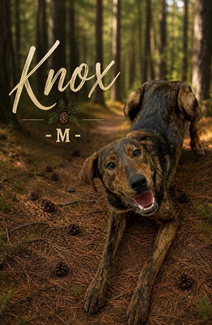 Knox, Adoptable, Adult Male Great Pyrenees & Mixed Breed.