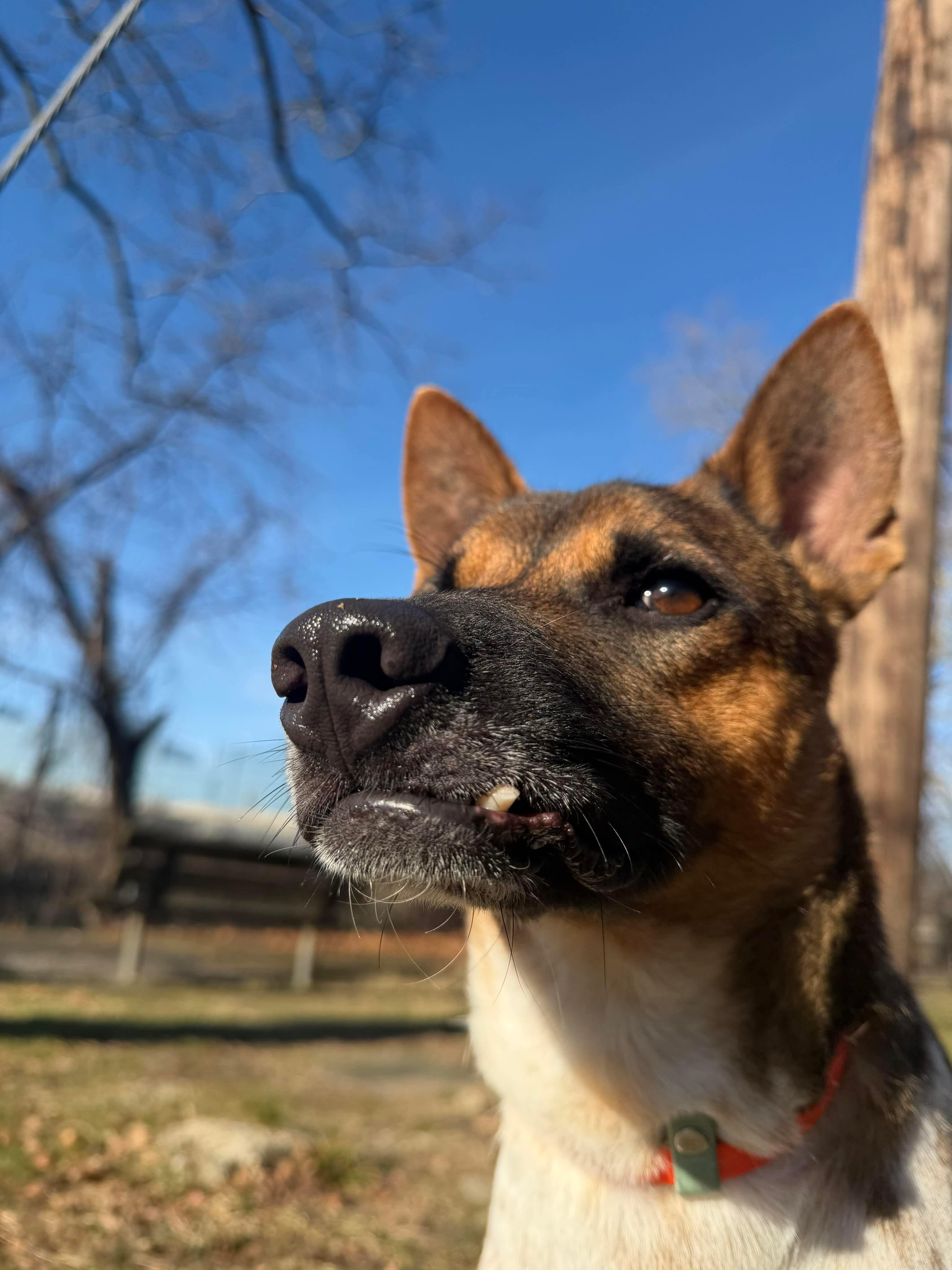 Enlarge KAPONG, a ADOPTABLE mixed breed in Stamford, CT image 5/6