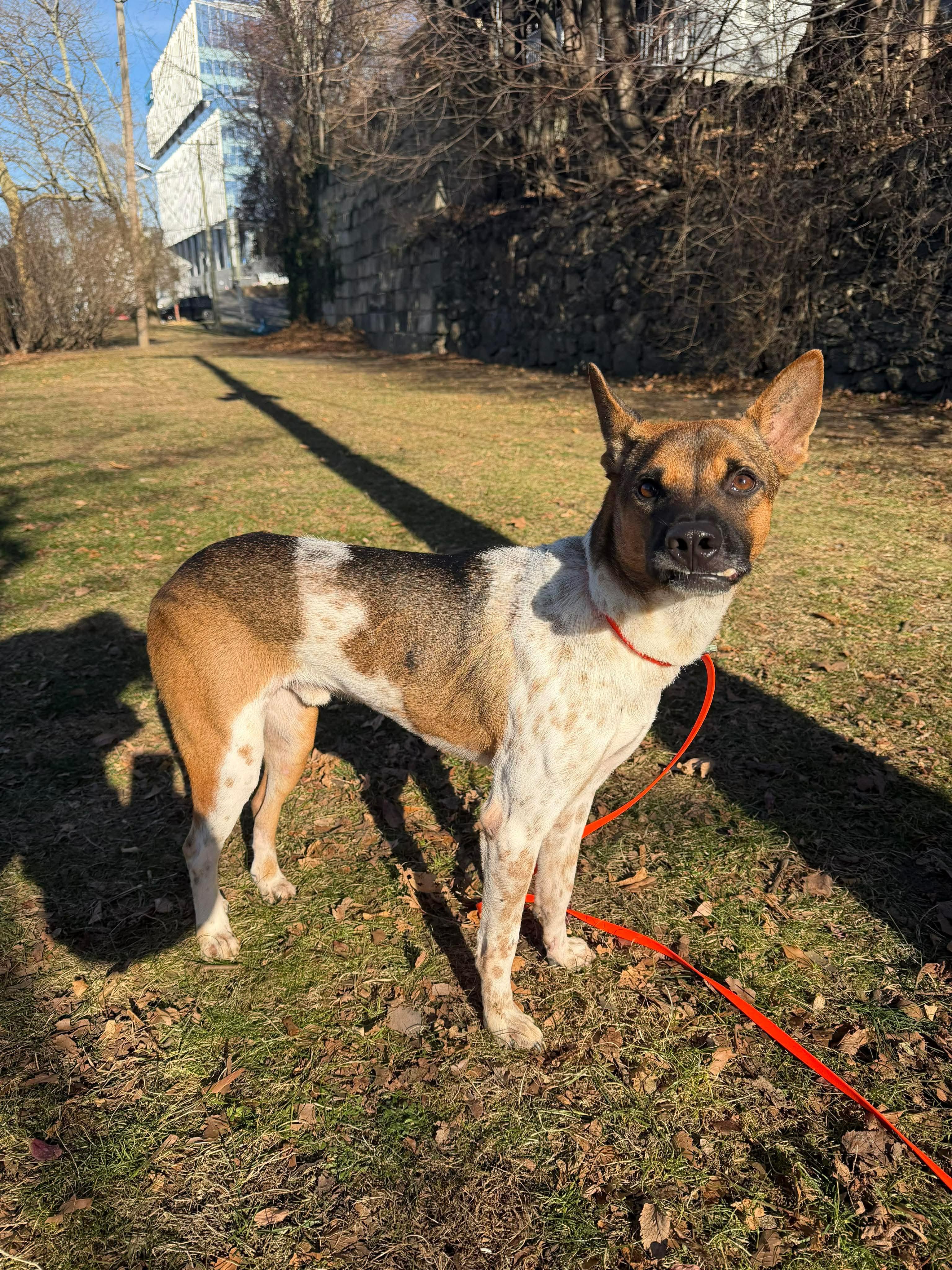 Enlarge KAPONG, a ADOPTABLE mixed breed in Stamford, CT image 2/6