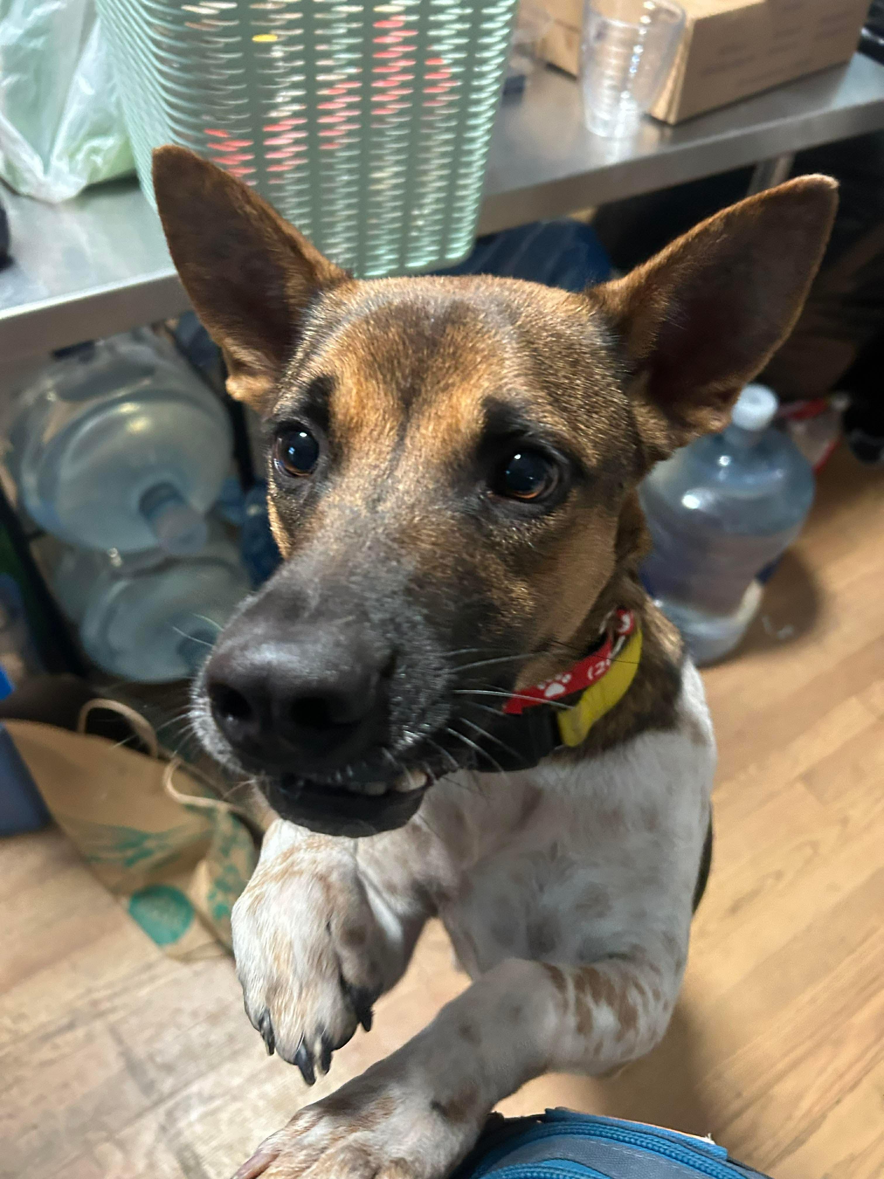 KAPONG, ADOPTABLE, Adult Male Mixed Breed.