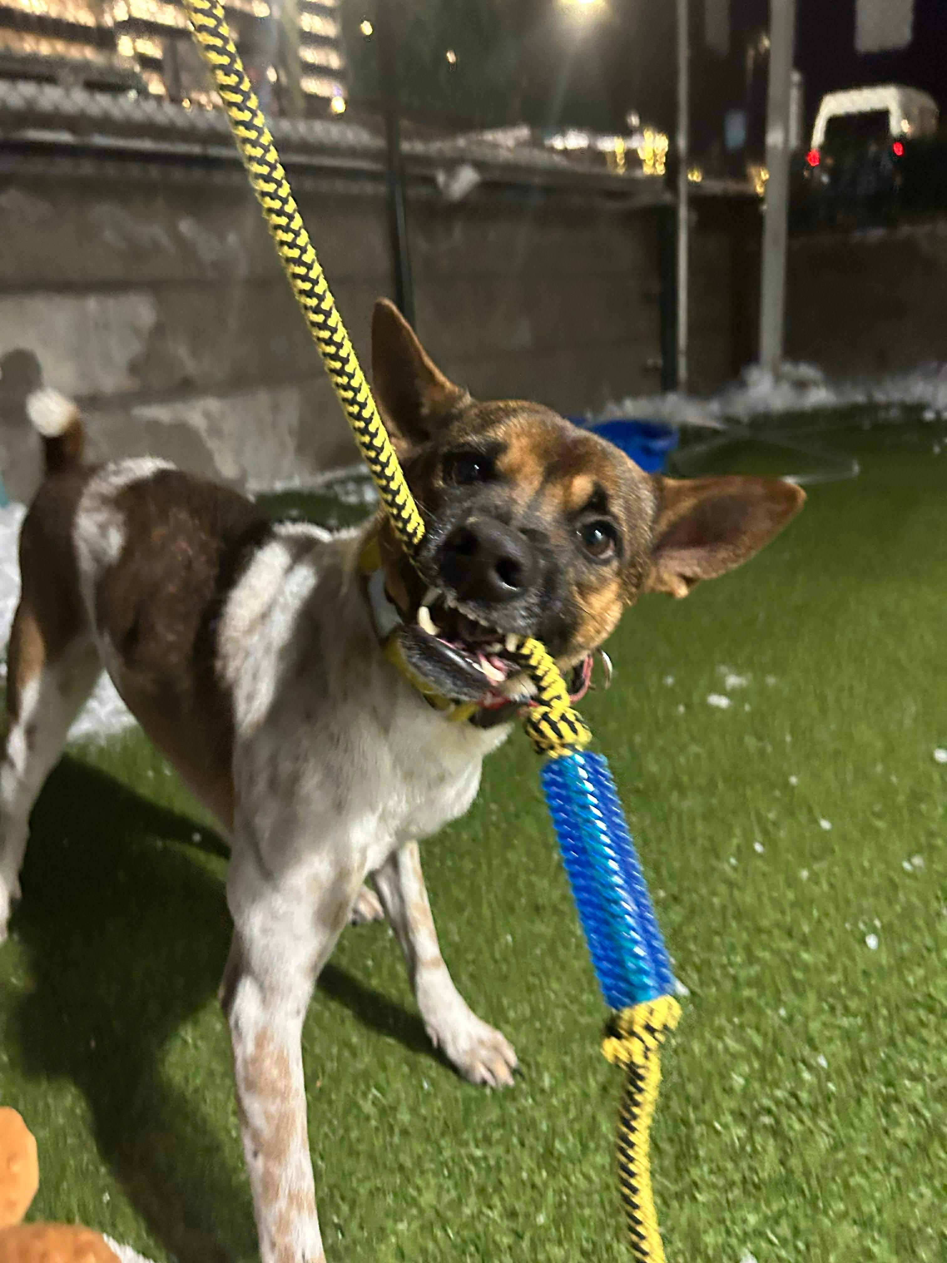 Enlarge KAPONG, a ADOPTABLE mixed breed in Stamford, CT image 6/6