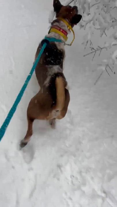 Enlarge KAPONG, a ADOPTABLE mixed breed in Stamford, CT video 4/6