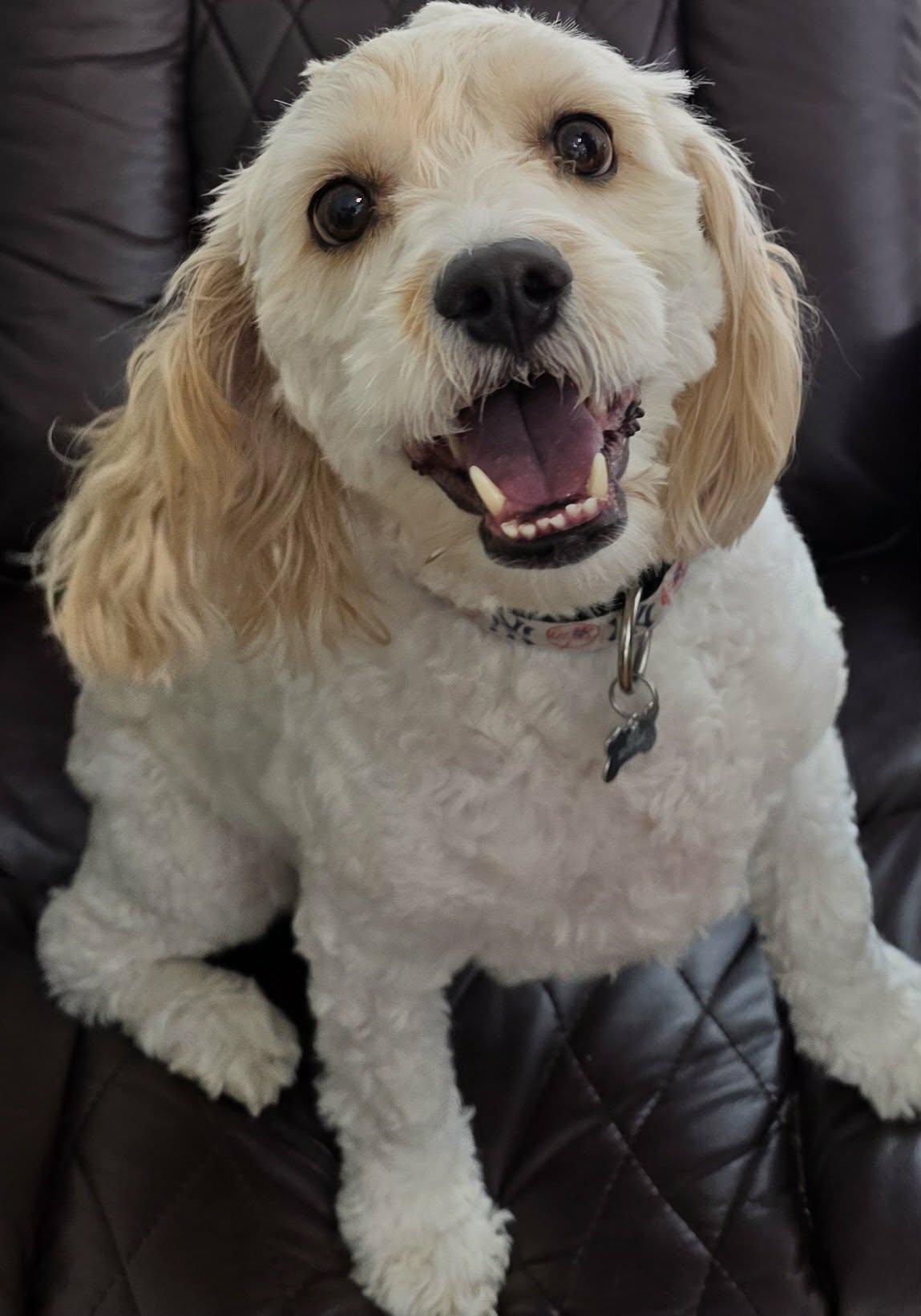 Enlarge Milo Kakes, a Adopted mixed breed in Cuba, NY image 1/3