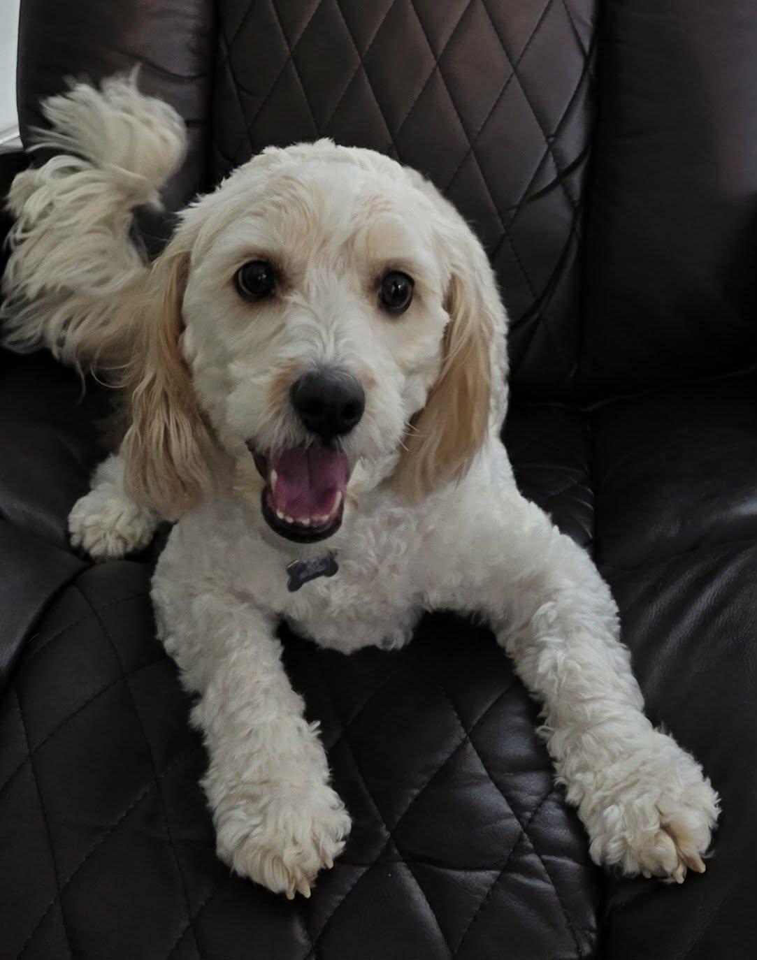 Enlarge Milo Kakes, a Adopted mixed breed in Cuba, NY image 2/3