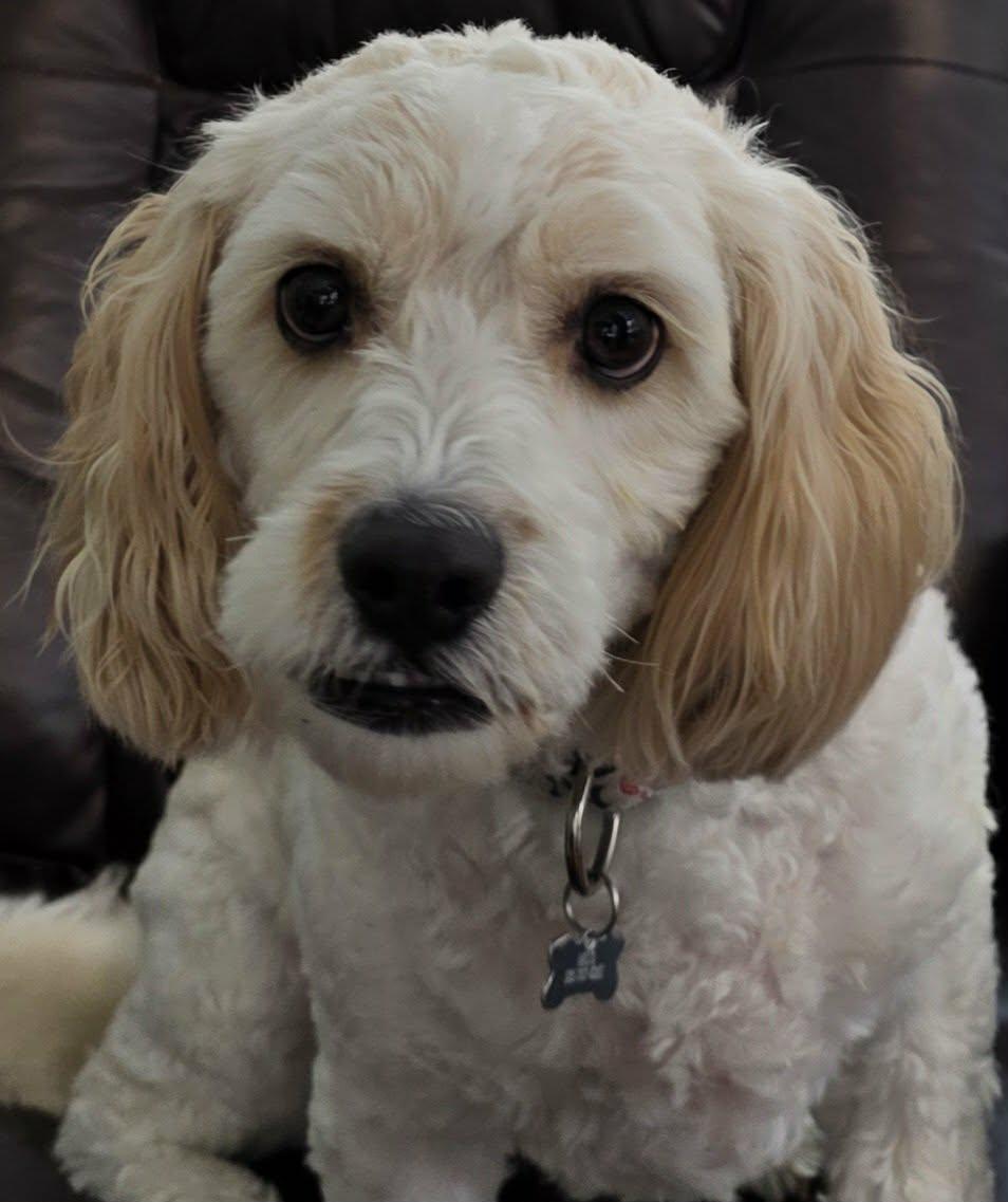 Enlarge Milo Kakes, a Adopted mixed breed in Cuba, NY image 3/3