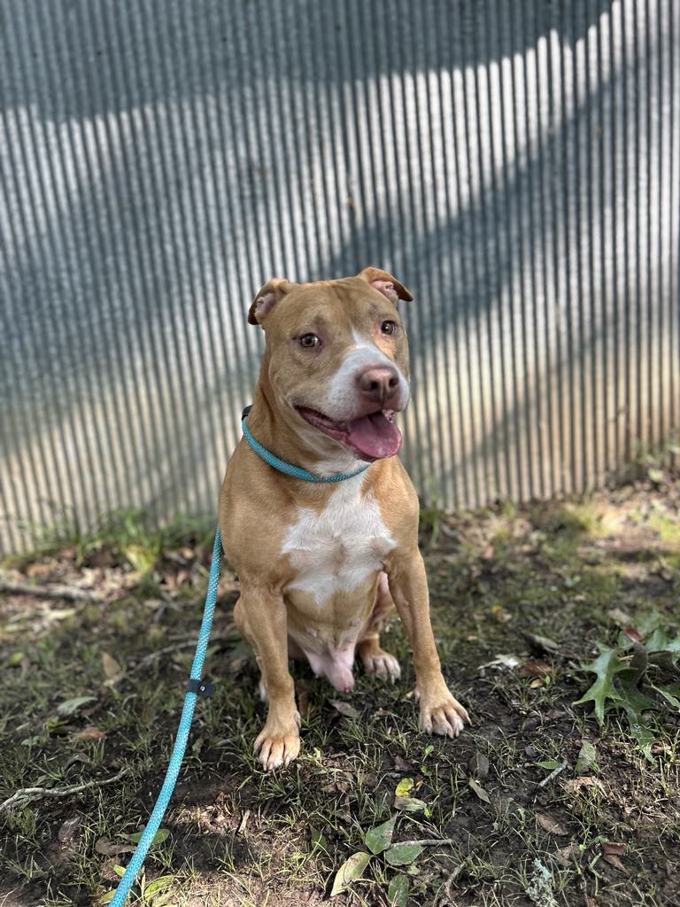 Red, a Adoptable mixed breed in Greenfield, TN image 2/4