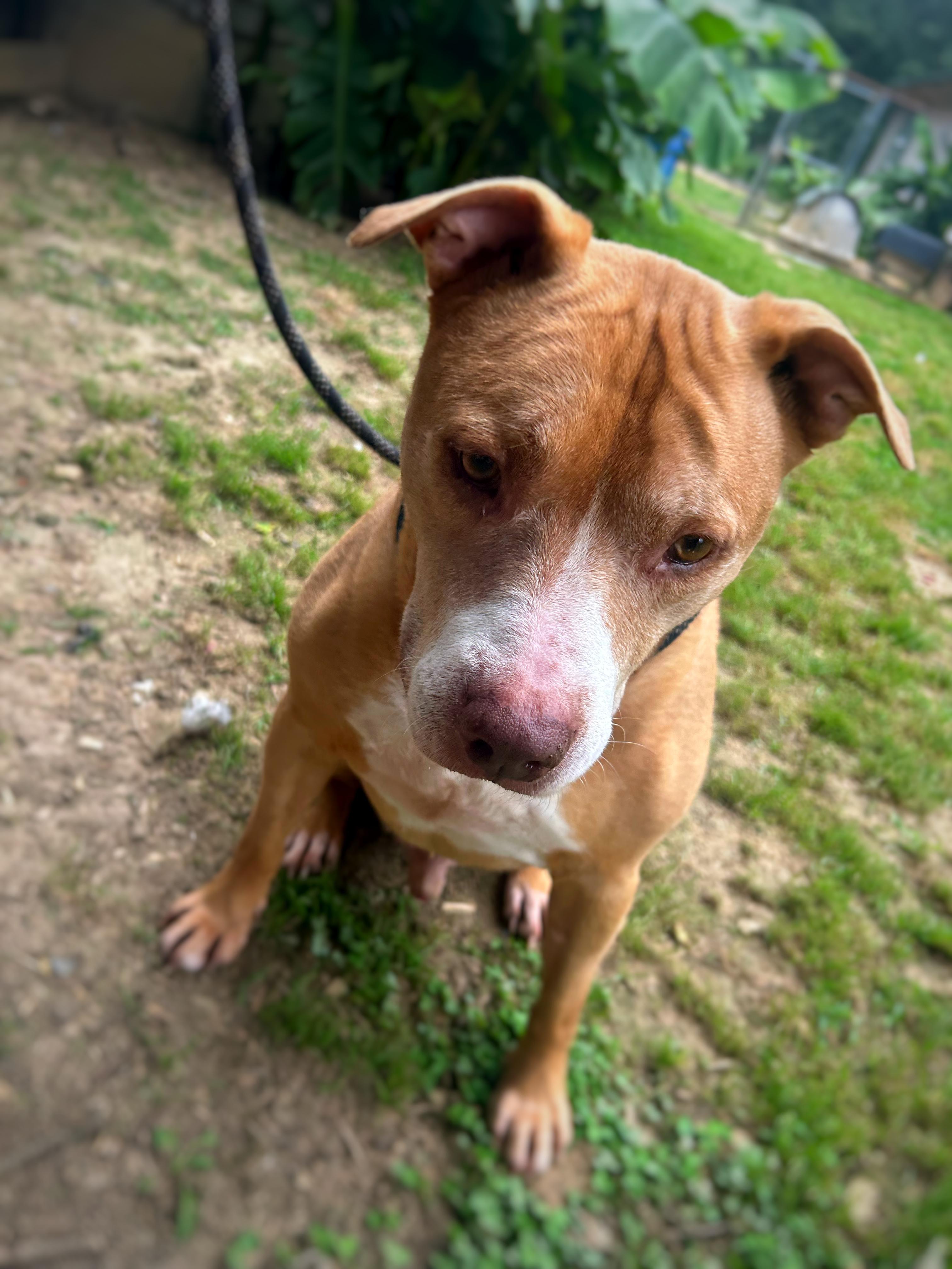 Enlarge Red, a Adoptable mixed breed in Greenfield, TN image 3/4