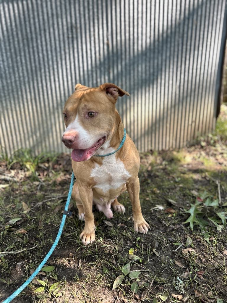 Red, a Adoptable mixed breed in Greenfield, TN image 3/4