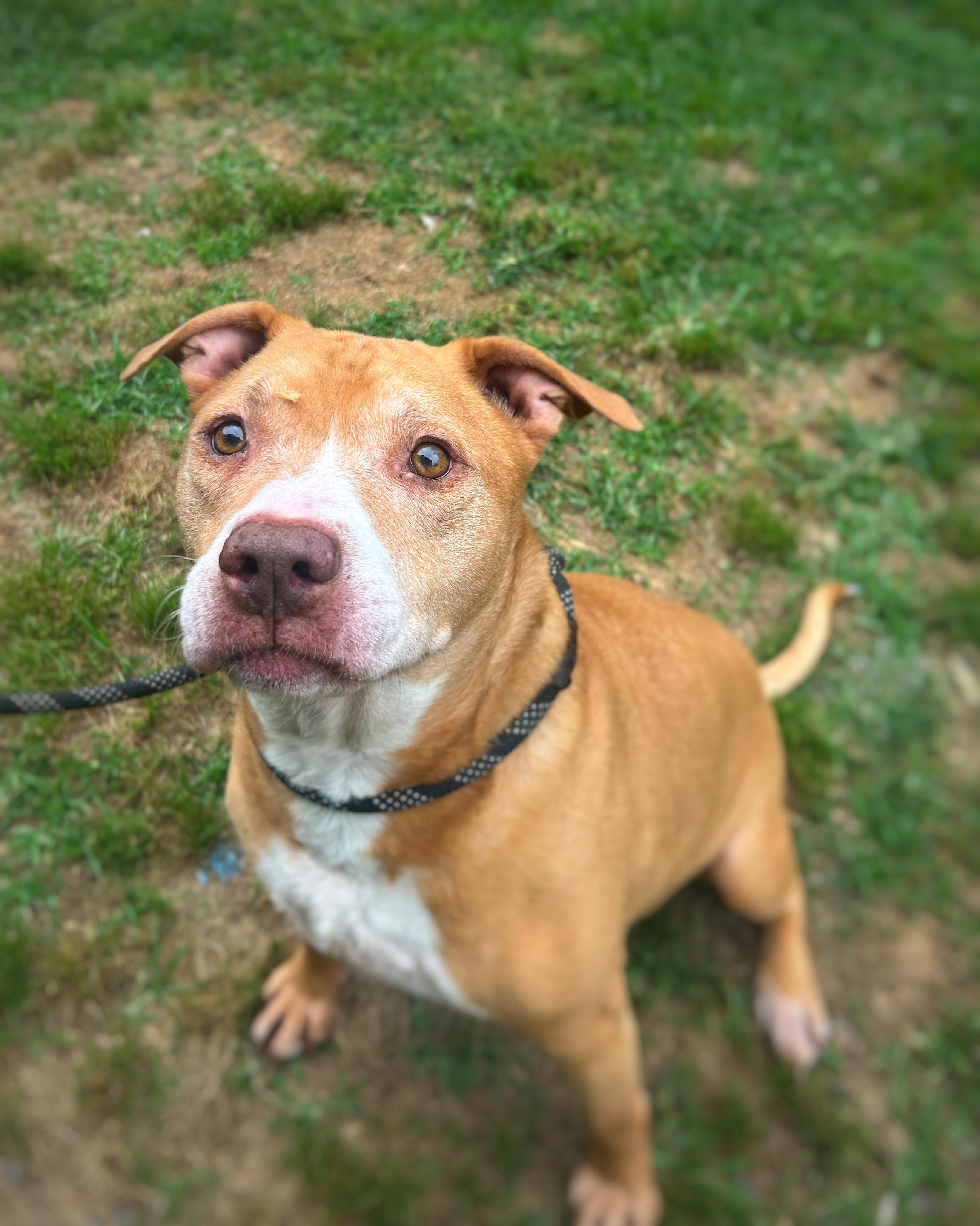 Enlarge Red, a Adoptable mixed breed in Greenfield, TN image 4/4