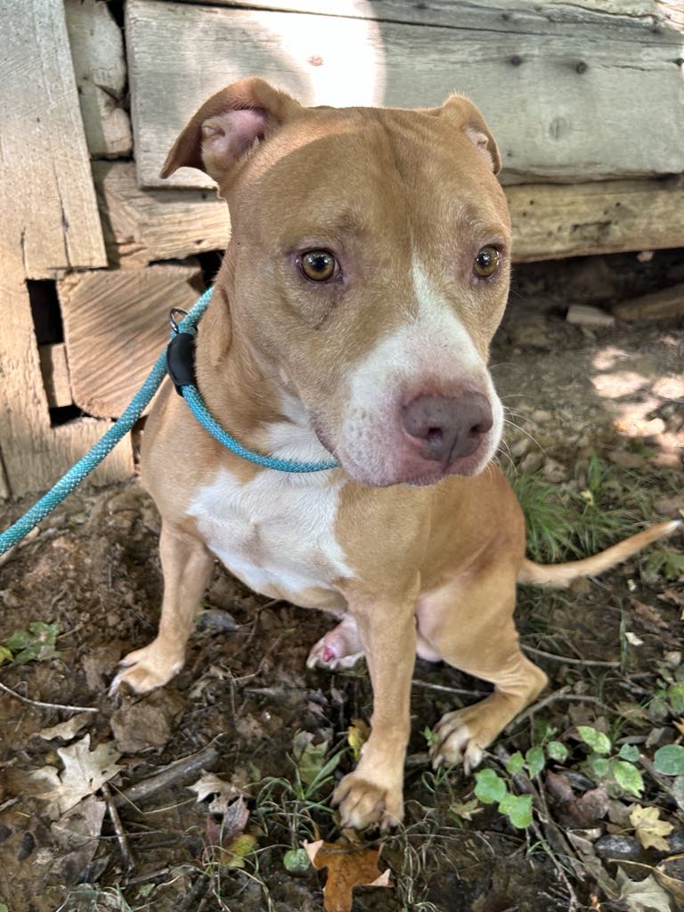 Red, a Adoptable mixed breed in Greenfield, TN image 4/4