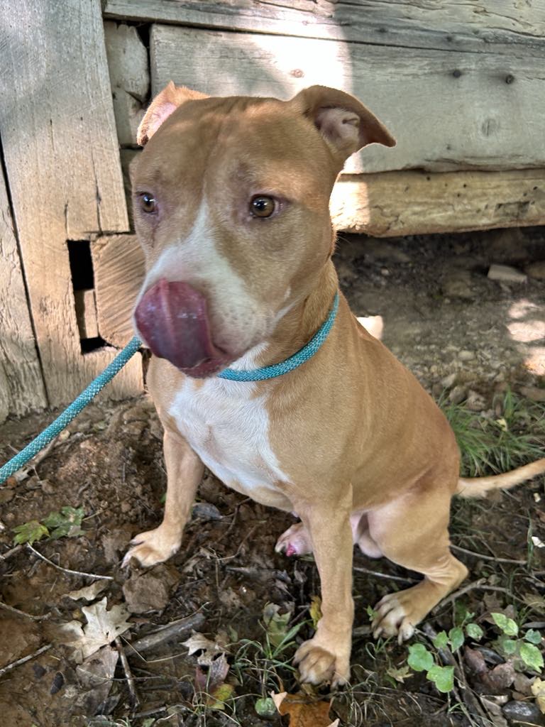 Red, a Adoptable mixed breed in Greenfield, TN image 1/4