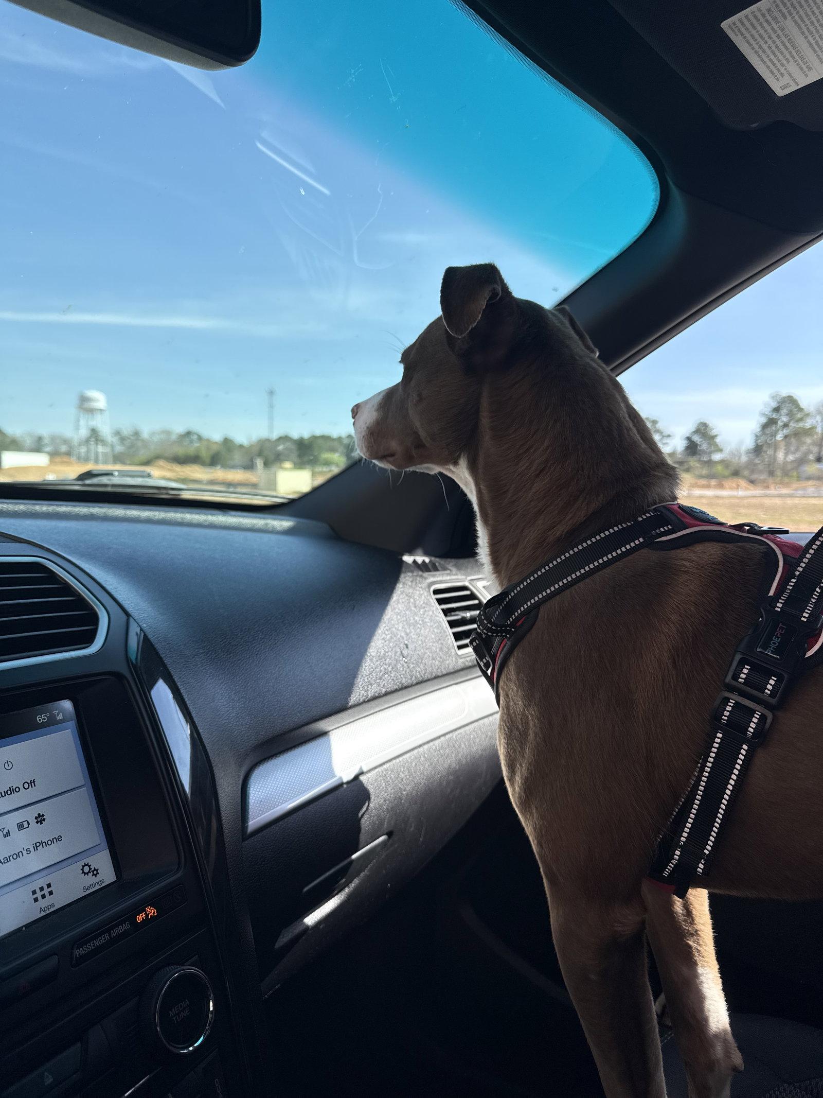 Milky Way (COURTESY POST), Adoptable, Adult Male Mixed Breed.