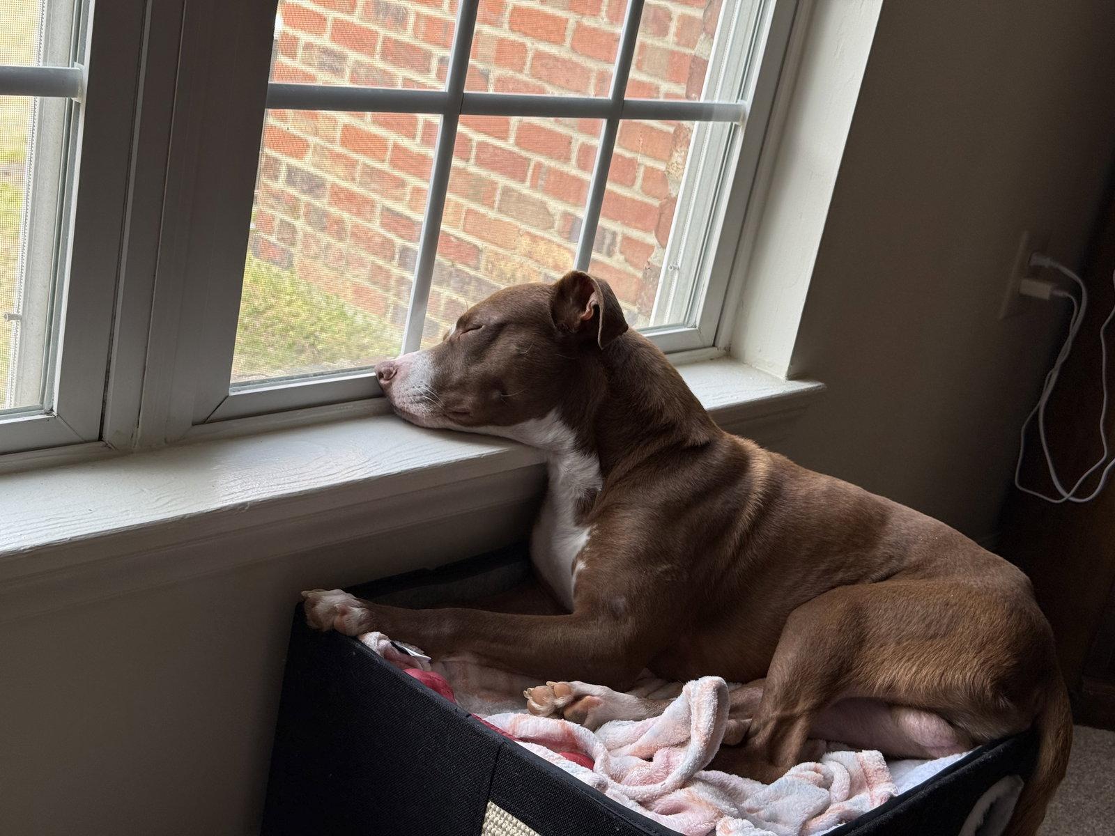 Enlarge Milky Way (COURTESY POST), a Adoptable Mixed Breed in Sanford, NC image 2/3