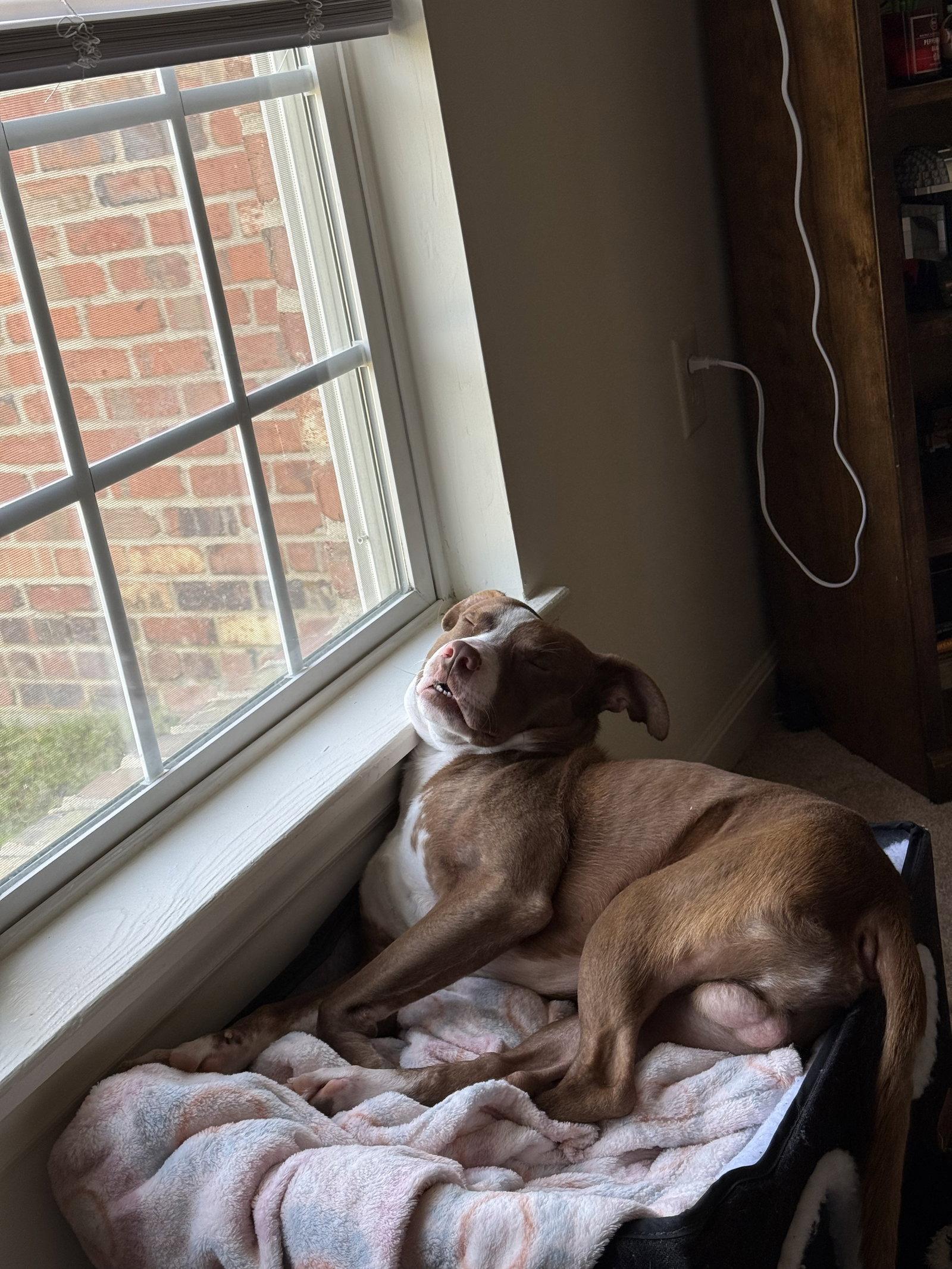 Enlarge Milky Way (COURTESY POST), a Adoptable Mixed Breed in Sanford, NC image 3/3