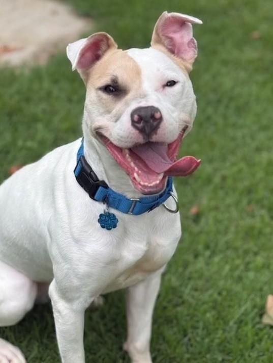 Madison, adopted, Young Female Pit Bull Terrier.