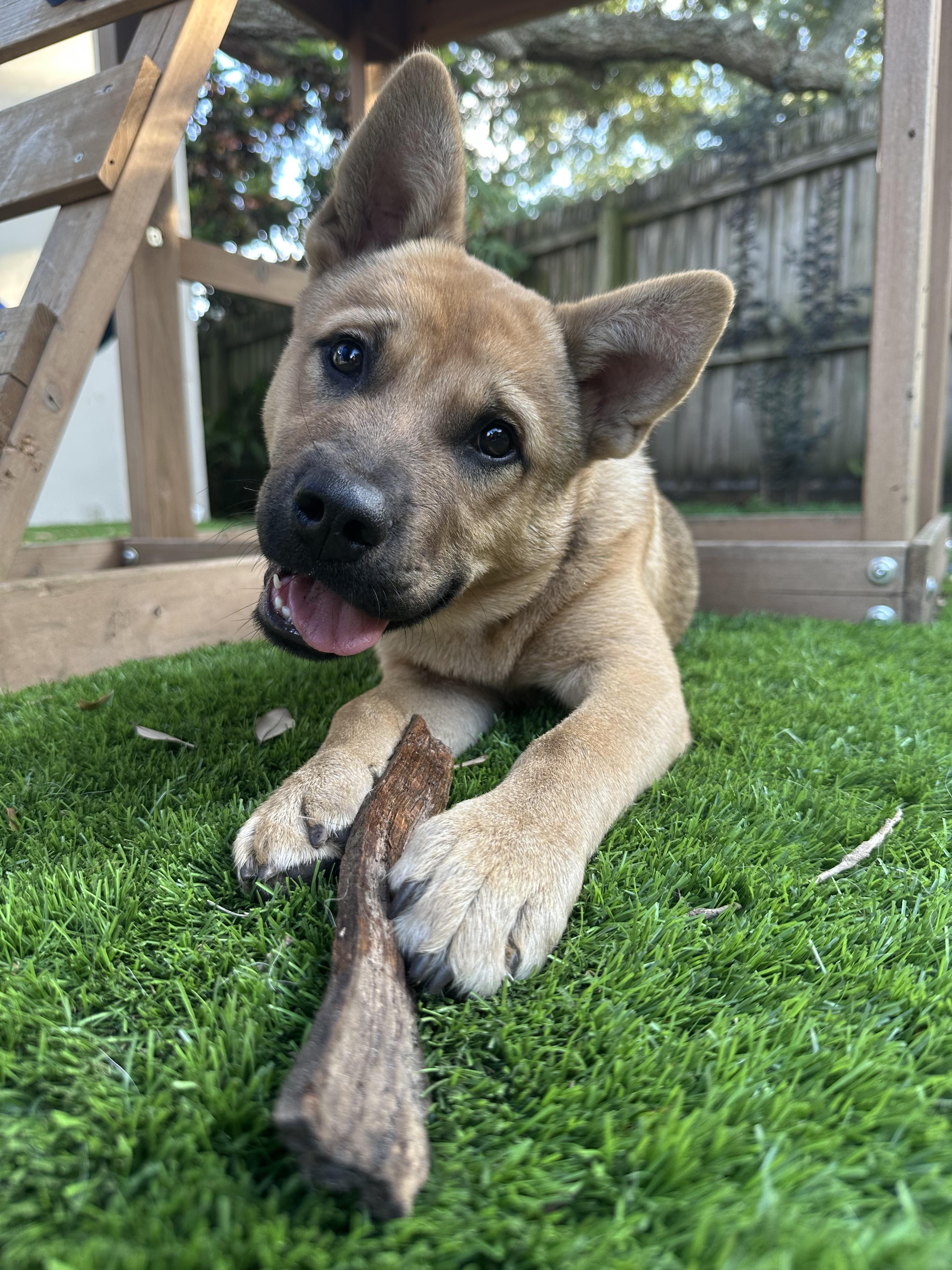 Glitch, Adoptable, Young Male Shiba Inu.