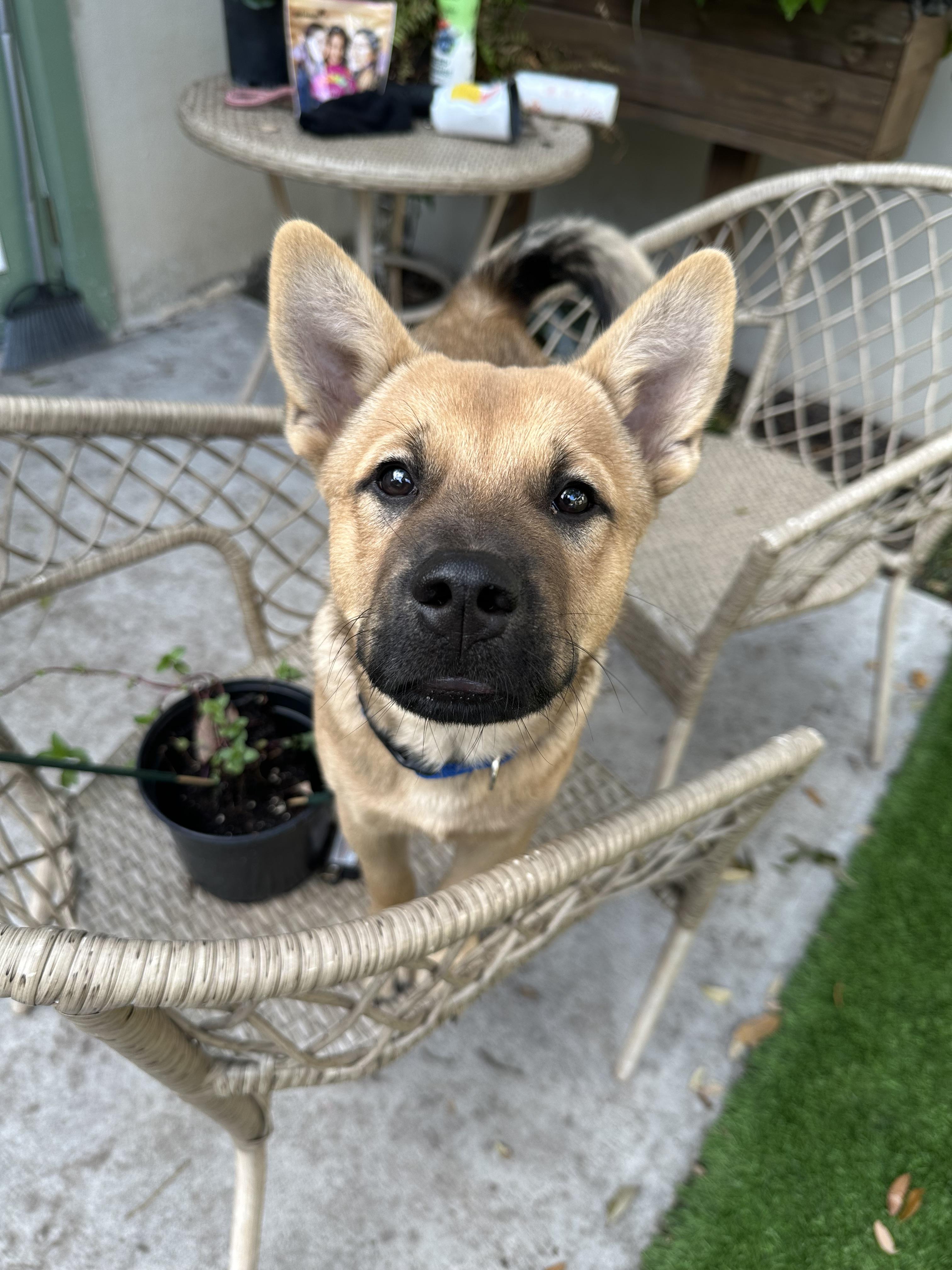 Enlarge Glitch, a Adoptable mixed breed in Parrish, FL image 2/6