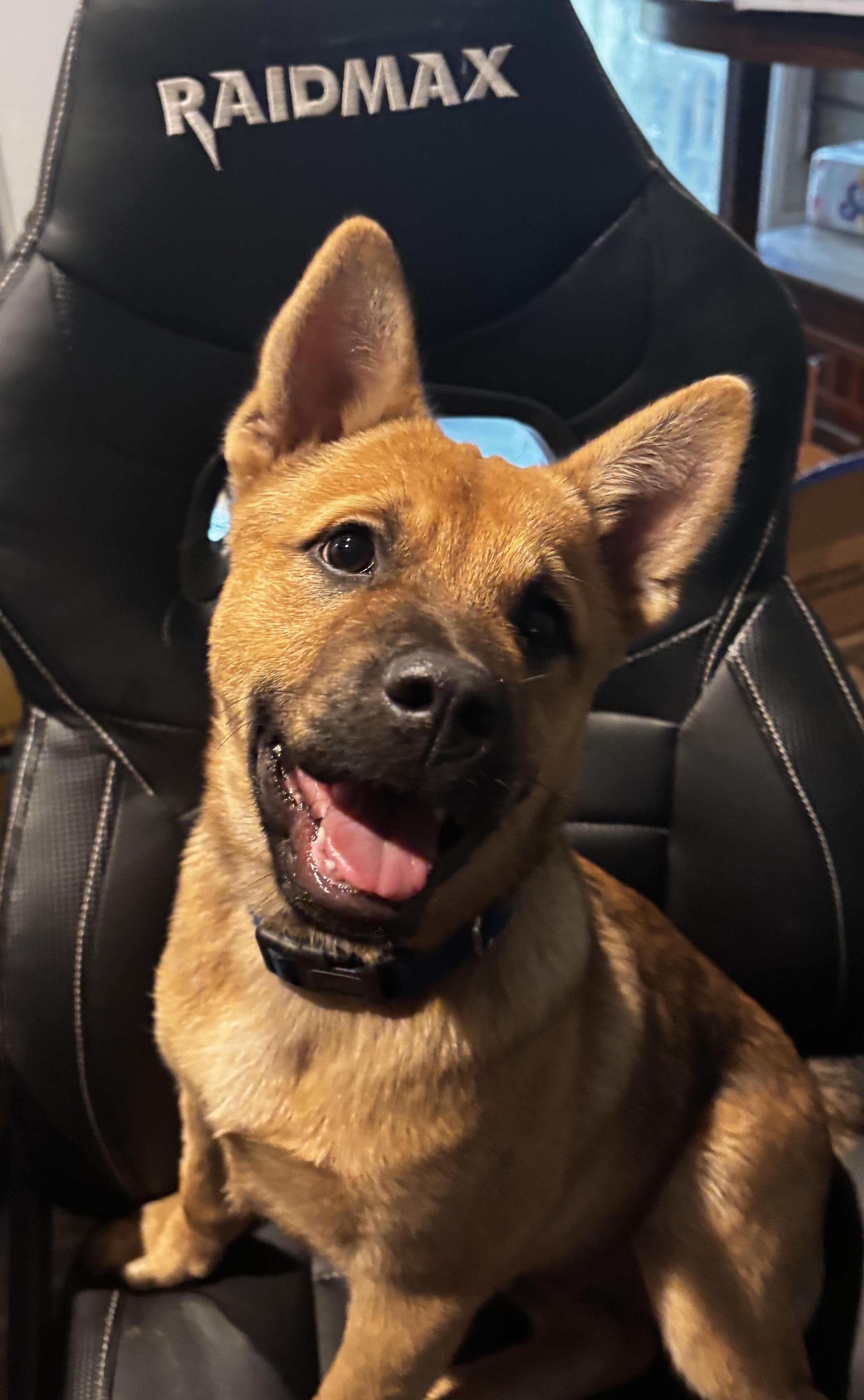 Enlarge Glitch, a Adoptable mixed breed in Parrish, FL image 3/6